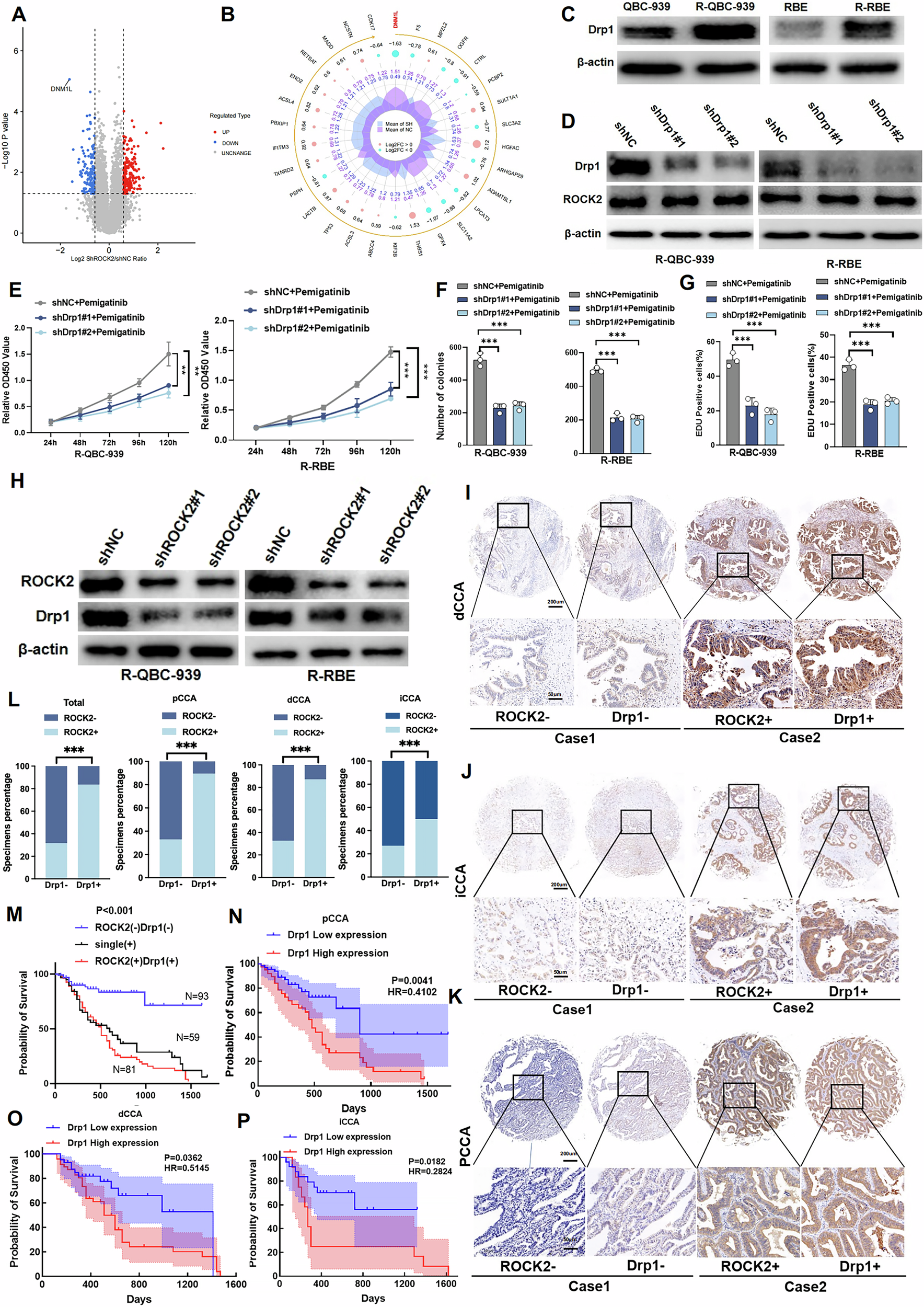 Fig. 4: ROCK2 regulates dynamin-related protein 1 expression and ROCK2 and Drp1 expression are positively correlated in CCA tissues.