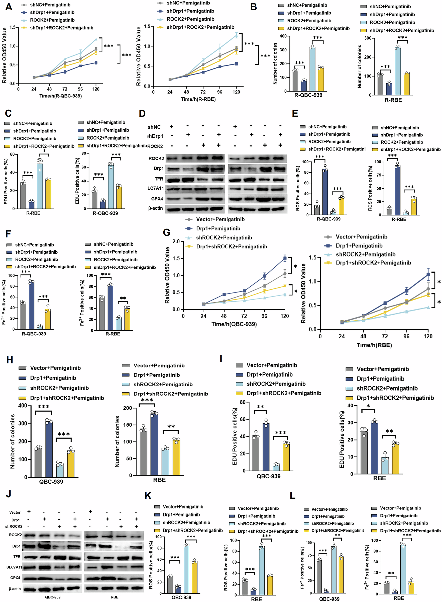 Fig. 5: ROCK2 affects ferroptosis and leads to Drp1-dependent resistance to pemigatinib in Cholangiocarcinoma cells.