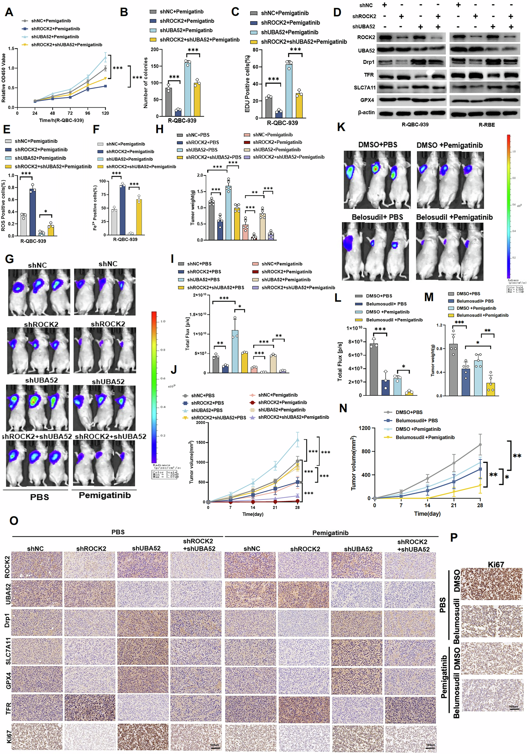 Fig. 7: ROCK2-mediated inhibition of ferroptosis leads to UBA52–Drp1 axis-dependent pemigatinib resistance in Cholangiocarcinoma cells.