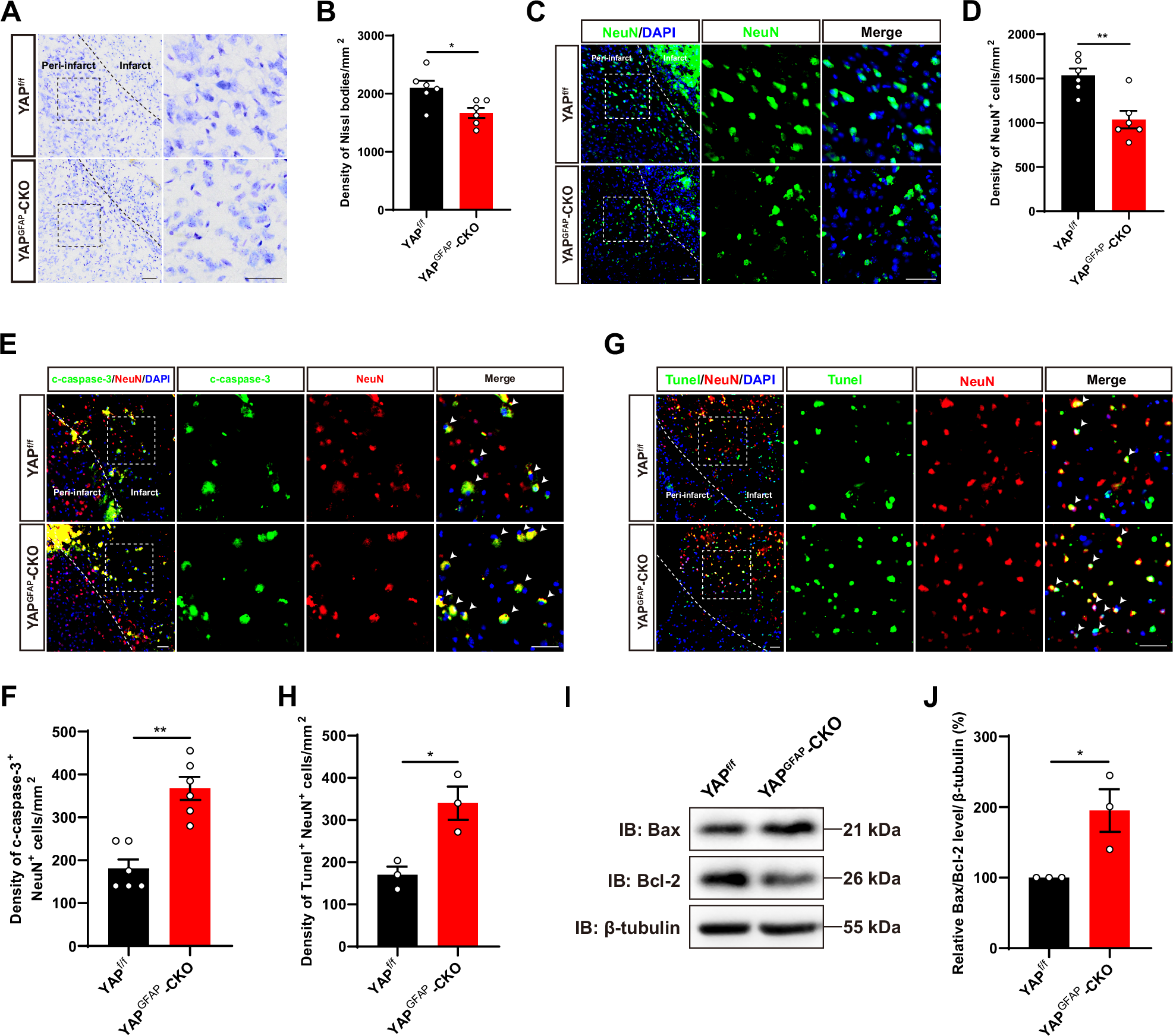 Fig. 2: IS was aggravated with more apoptotic neurons in YAPGFAP-CKO mice.