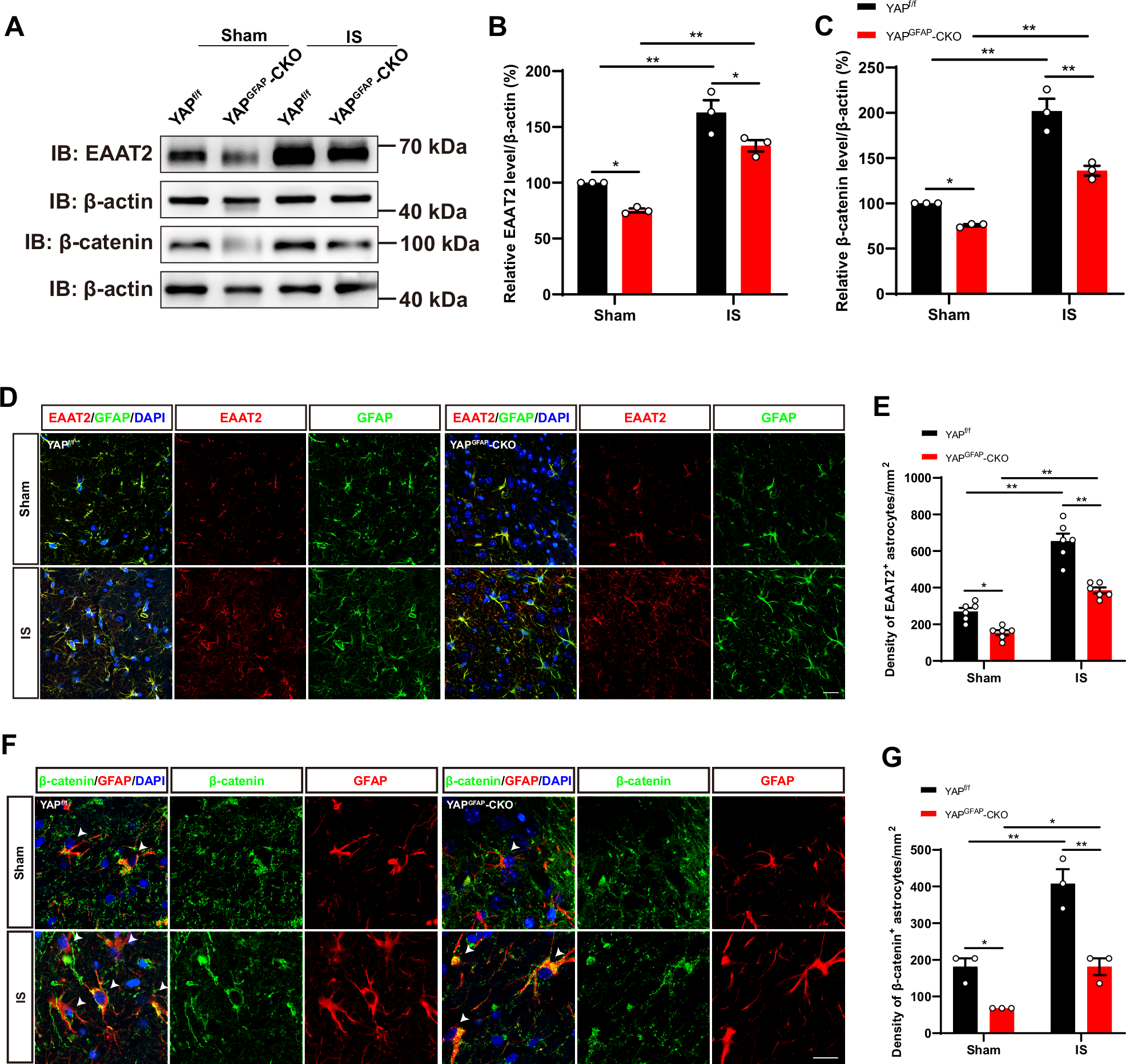 Fig. 6: The expression of EAAT2 was downregulated in the cortical astrocytes of YAPGFAP-CKO mice after IS.