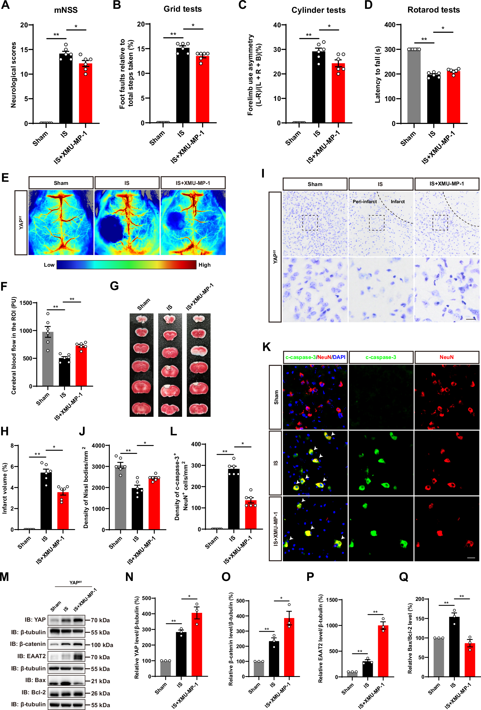 Fig. 8: Activation of YAP signaling by XMU-MP-1 promoted the neuronal survival and functional recovery by upregulating EAAT2 expression in mice after IS.