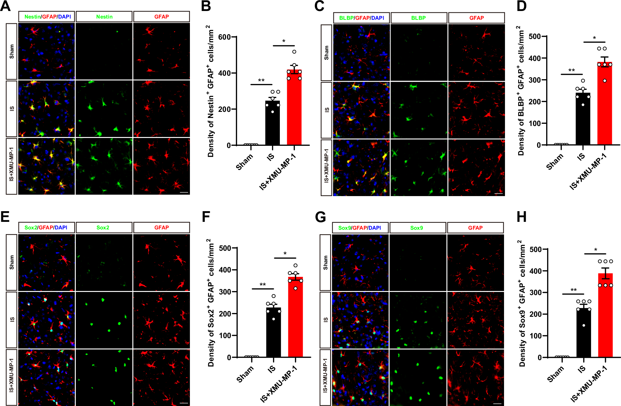 Fig. 9: The activation of YAP signaling by XMU-MP-1 promoted the astrocytic activation and the gain of stemness in astrocytes induced by IS in mice.