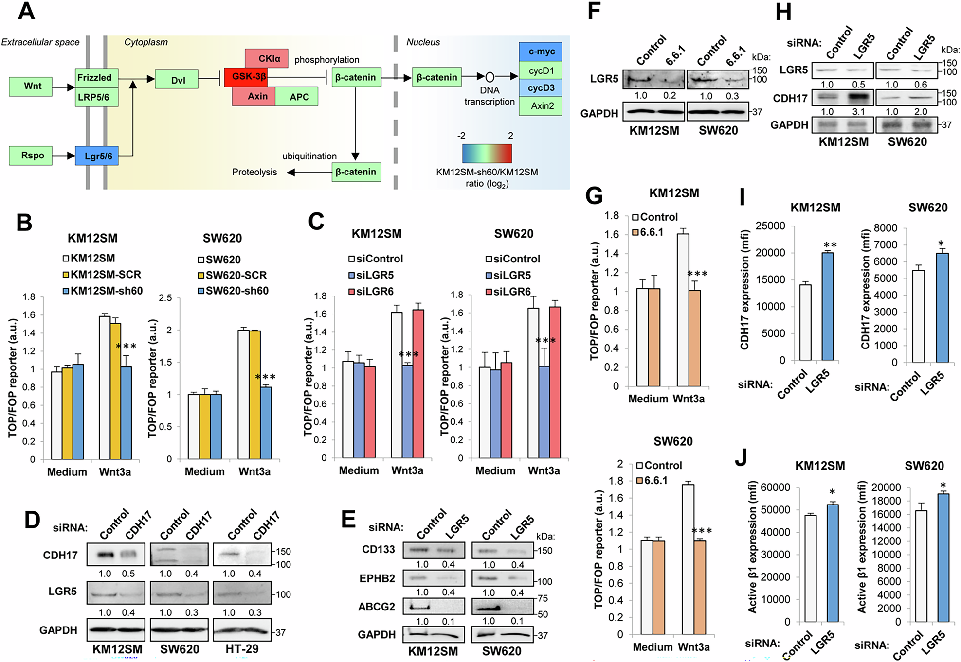 Fig. 3: CDH17 regulates Wnt/β-catenin signaling through LGR5 expression.