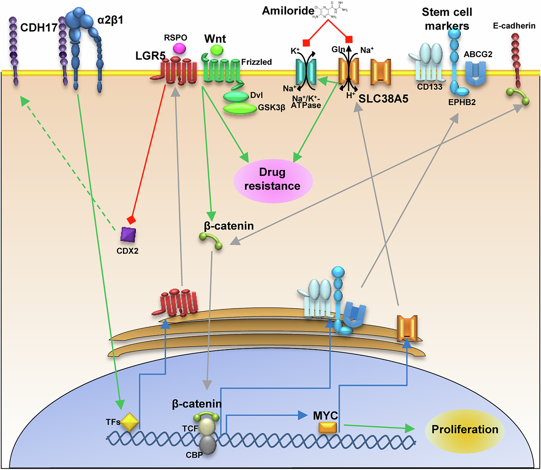Fig. 8: CDH17-mediated regulation of LGR5 expression, Wnt signaling and drug resistance.