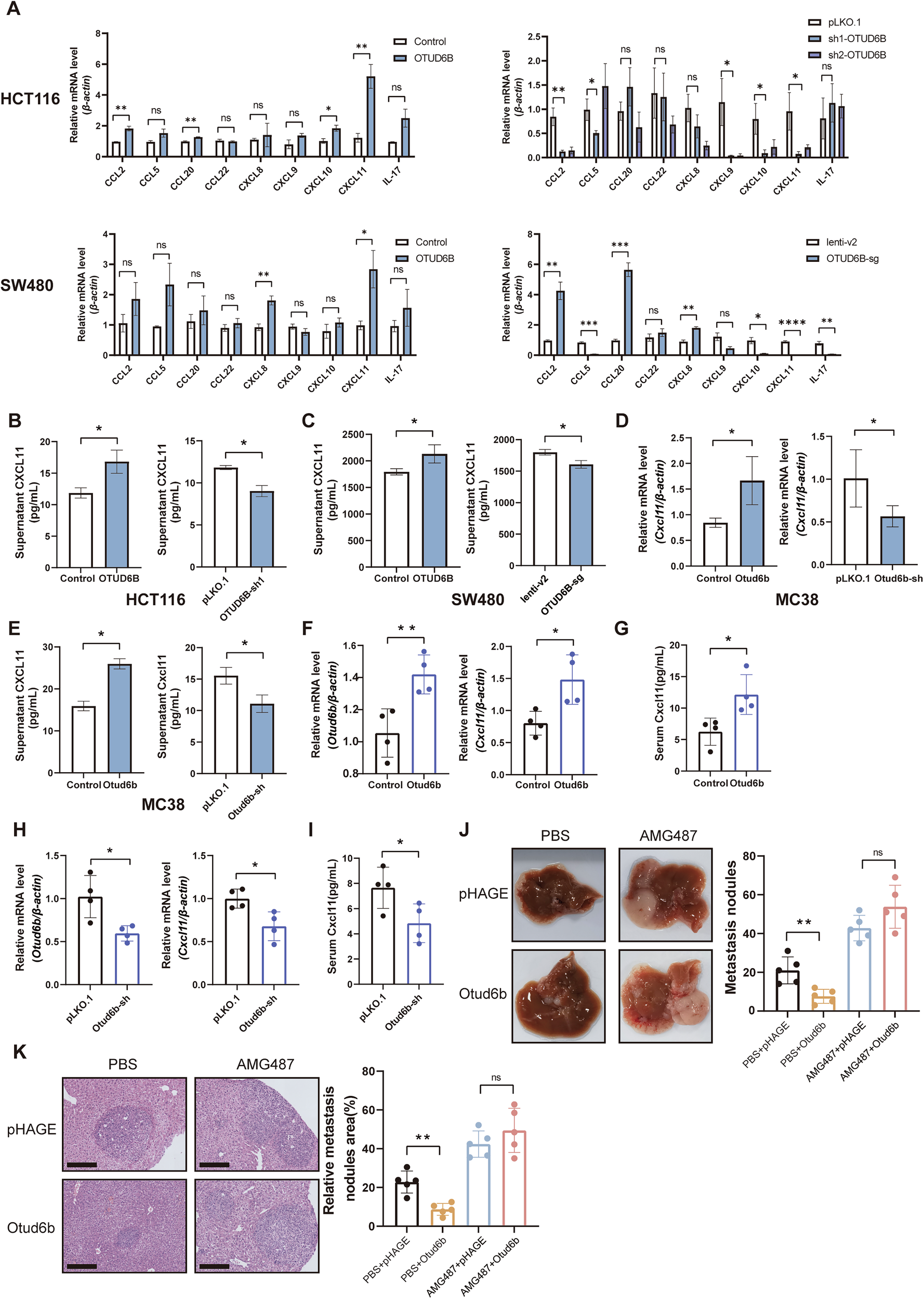 Fig. 4: OTUD6B promotes CD8+ T cell infiltration by upregulating CXCL11.