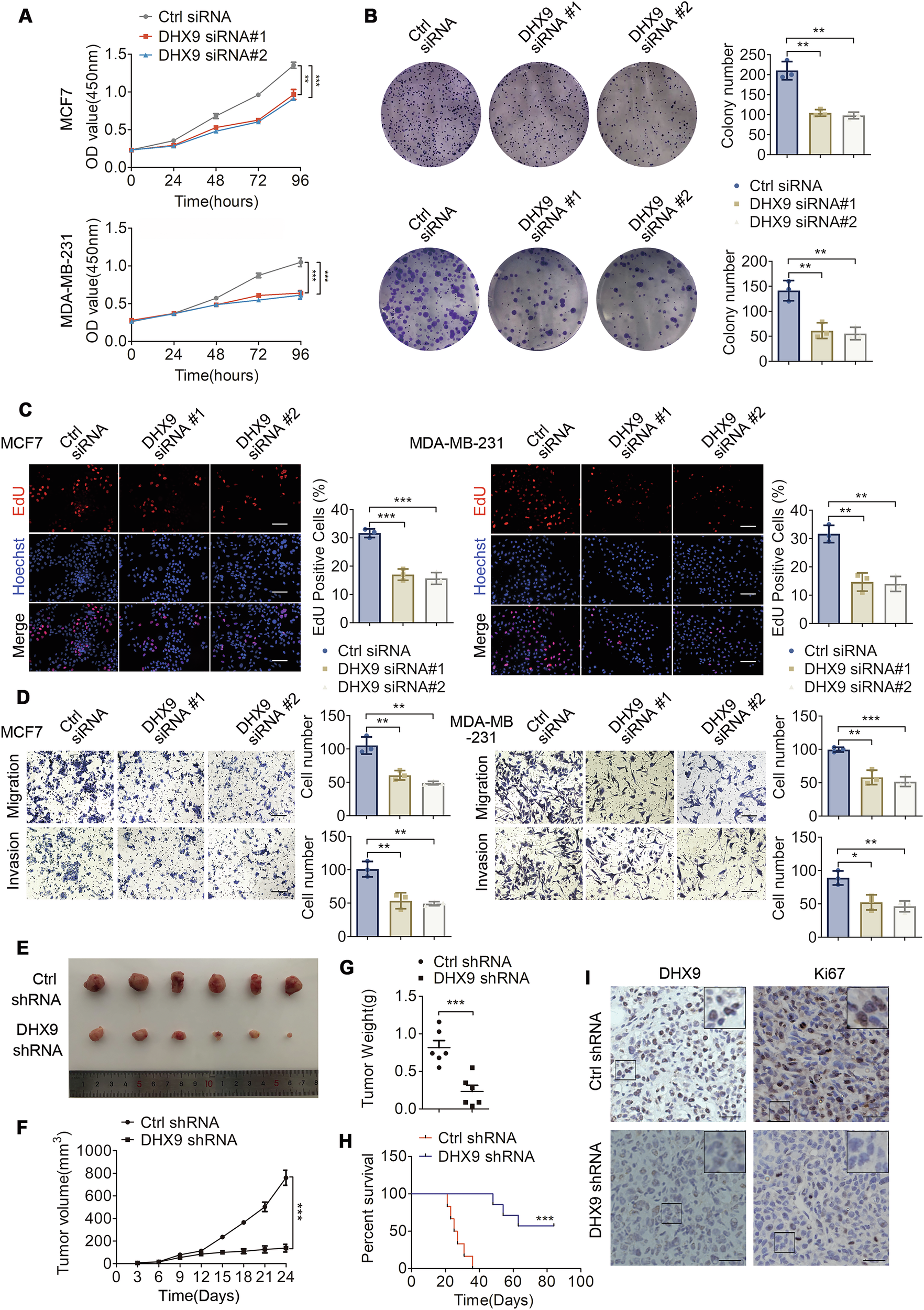Fig. 2: DHX9 knockdown impairs breast tumorigenesis in vitro and in vivo.