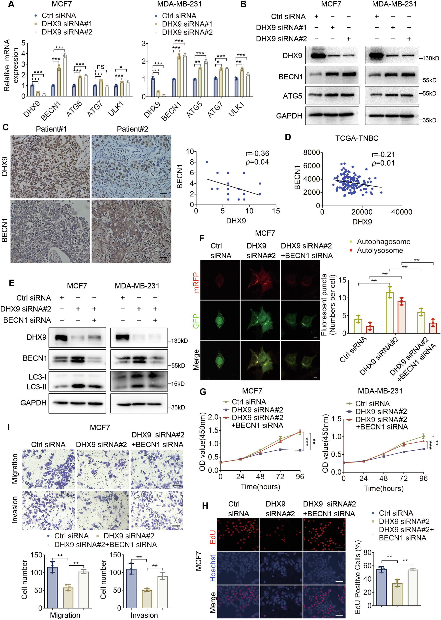Fig. 4: BECN1 knockdown reverses the biological effects of DHX9 silencing on BC cells.