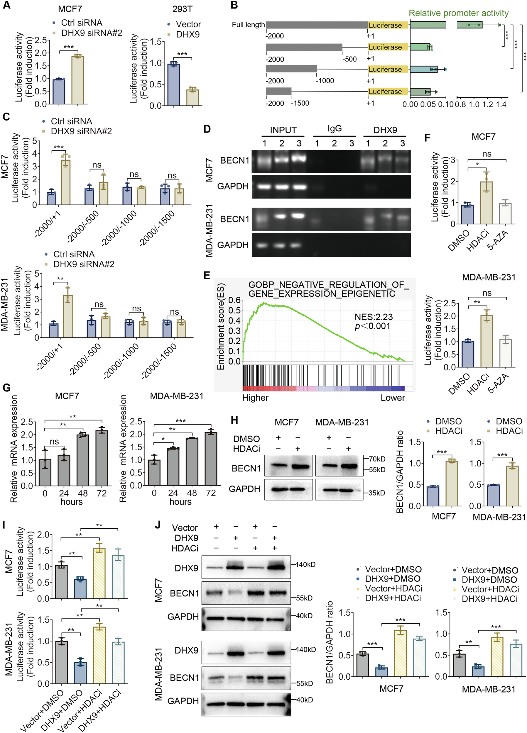 Fig. 5: DHX9 occupies the promoter of BECN1 and represses its transcription.
