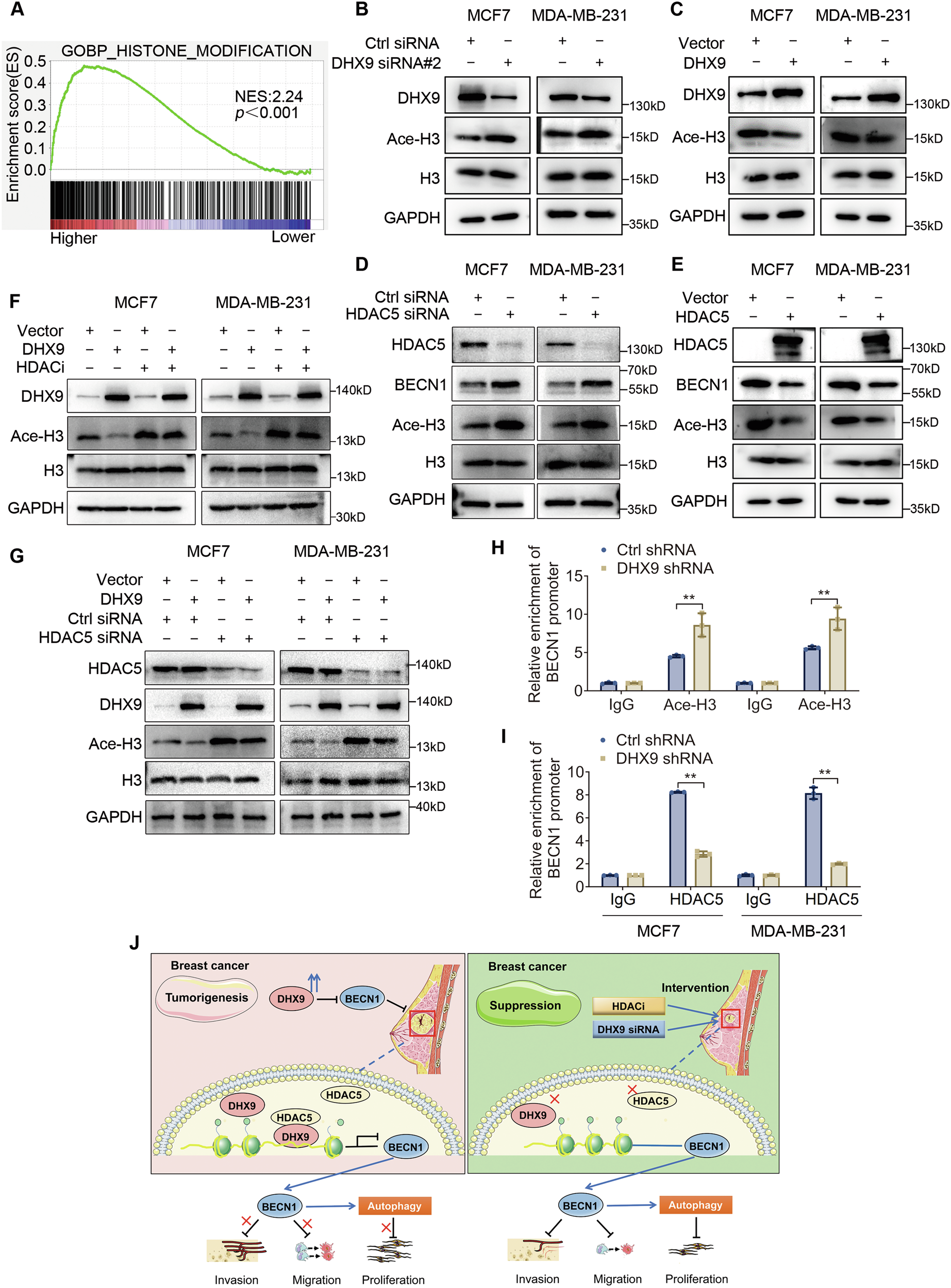 Fig. 7: DHX9 represses BECN1 transcription via histone deacetylation.