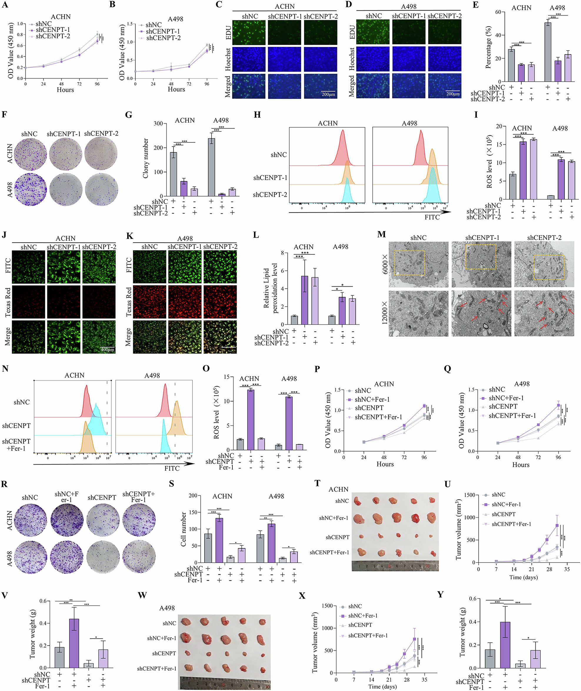 Fig. 3: Ferroptosis inhibitor Fer-1 inhibited shCENPT-mediated RCC ferroptosis in vitro and in vivo.