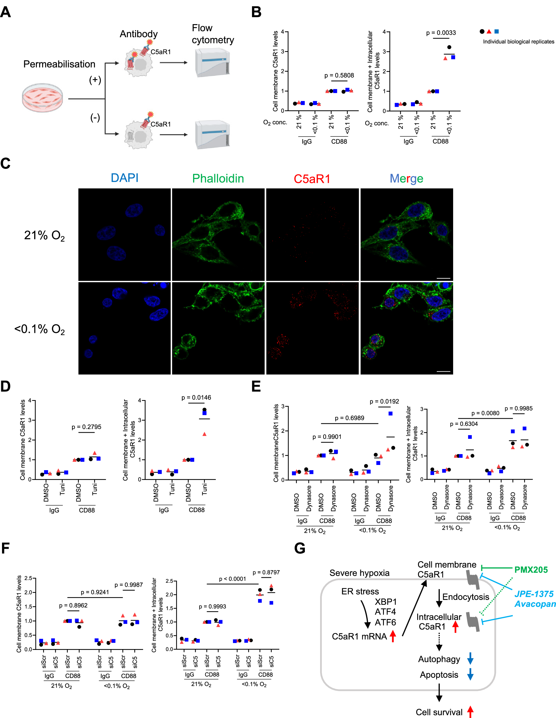 Fig. 5: Regulation of intracellular C5aR1 pools following hypoxia-mediated endocytosis.