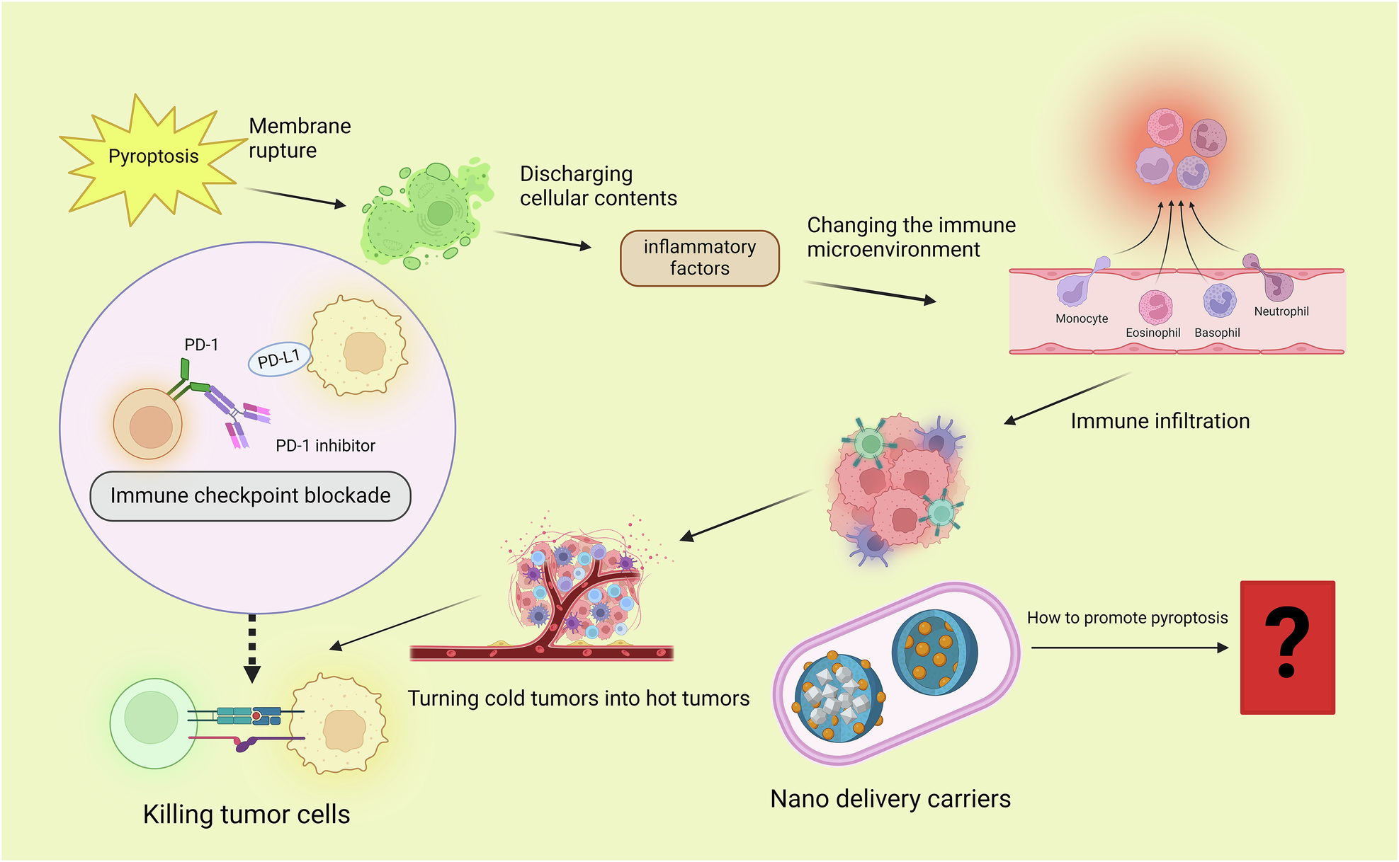 Fig. 4: Relationship between pyroptosis, inflammation, and tumors.