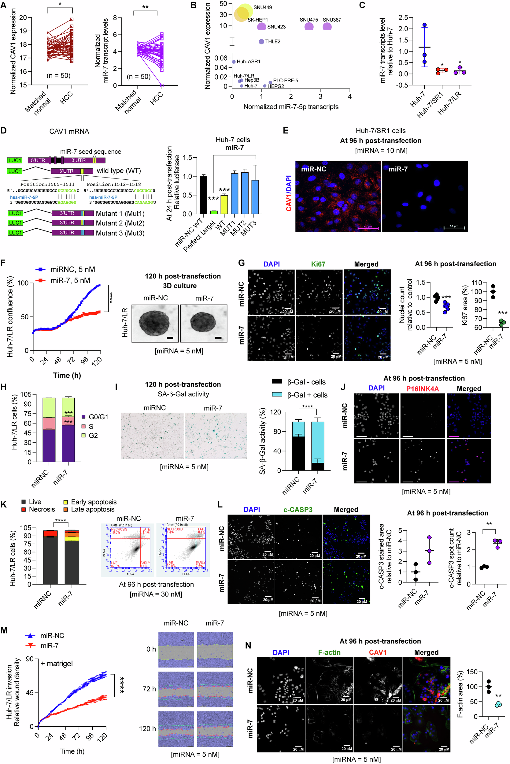 Fig. 5: miR-7 functions as an endogenous inhibitor of CAV1.
