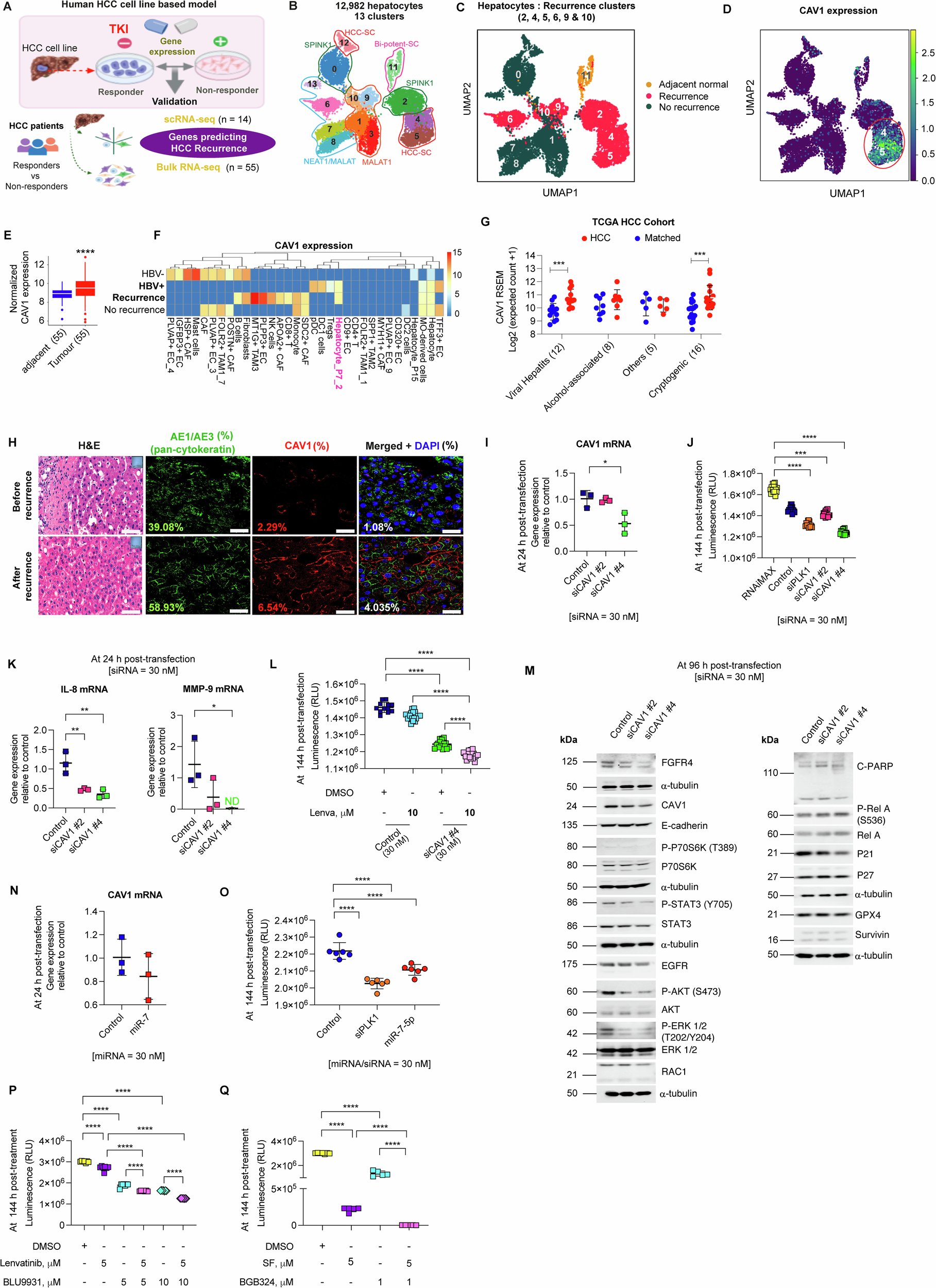 Fig. 7: Therapeutic targeting of the CAV1 pathway in HCC.