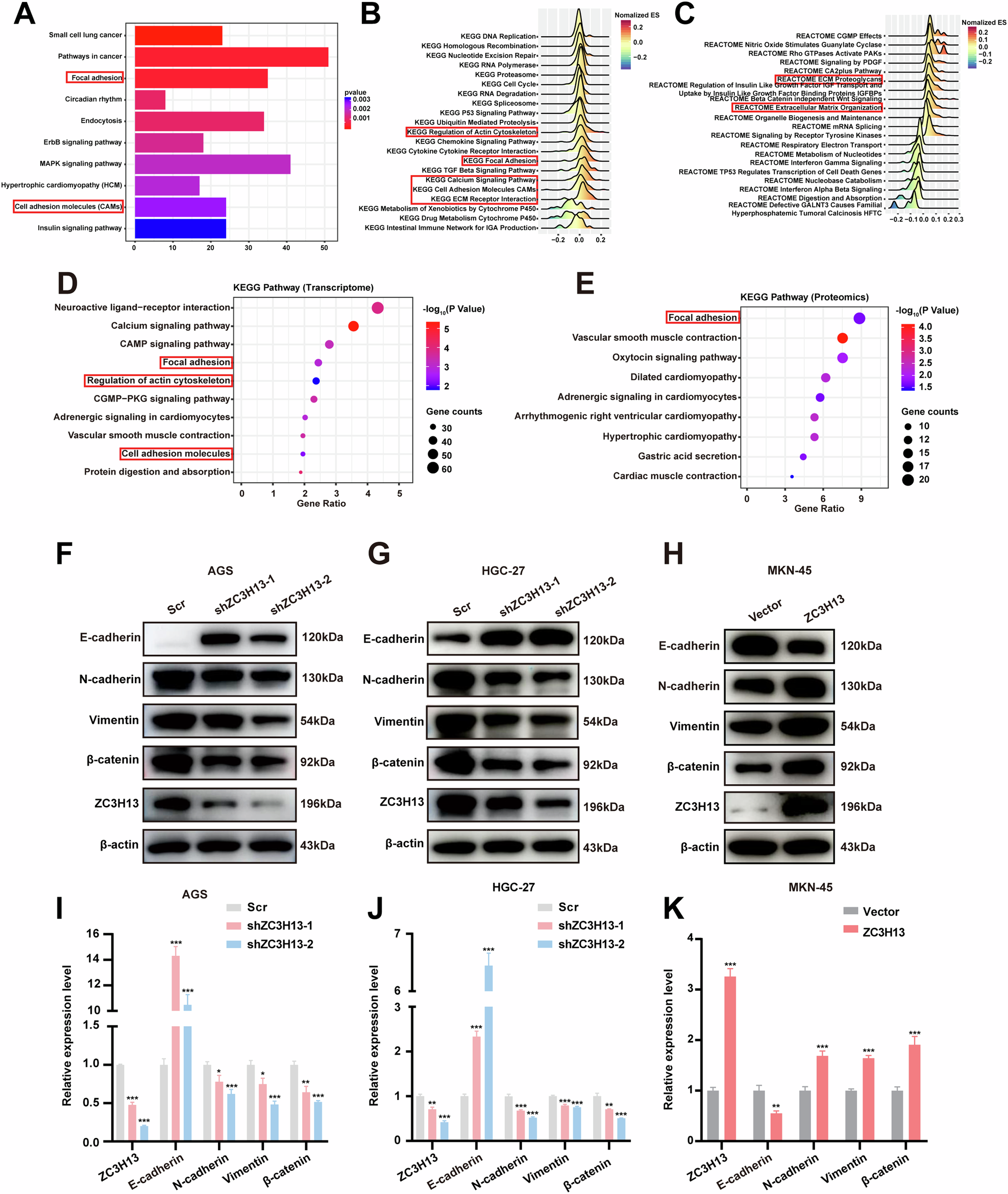 Fig. 4: ZC3H13 may be involved in regulating the EMT signaling pathway.