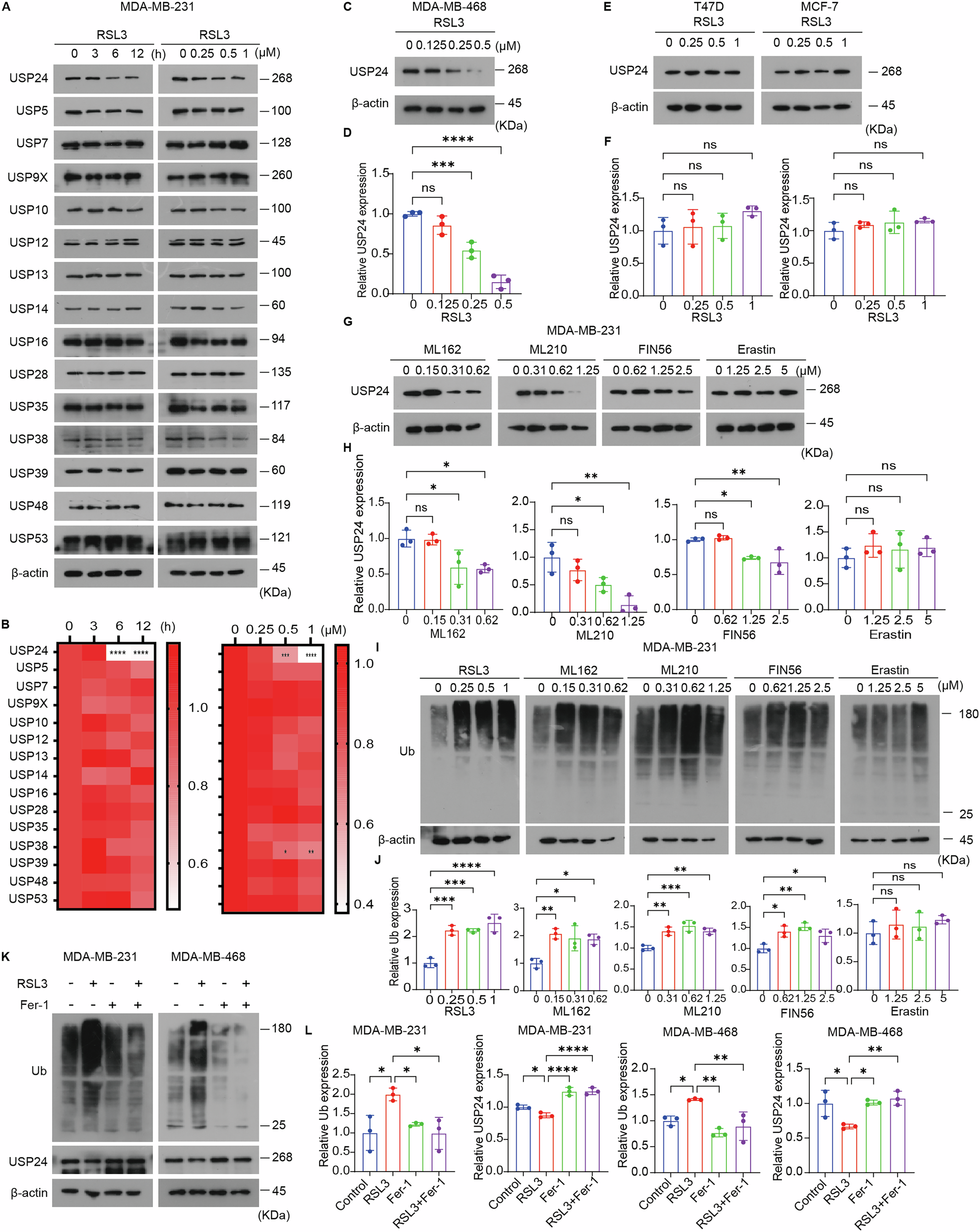 Fig. 1: USP24 is downregulated during ferroptosis induced by GPX4 inhibitors.