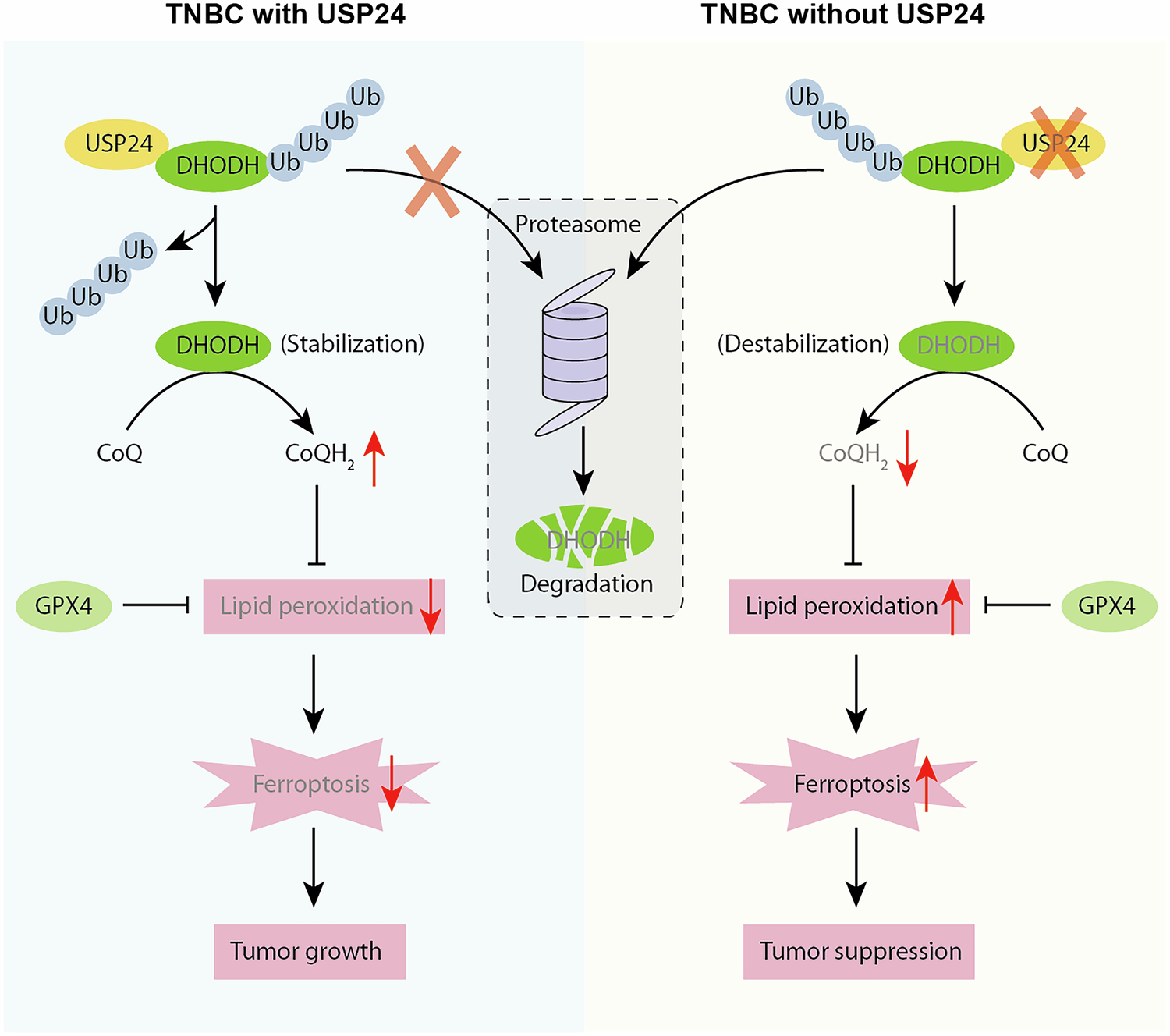 Fig. 8: Working model for the function of USP24 in ferroptosis in TNBC.