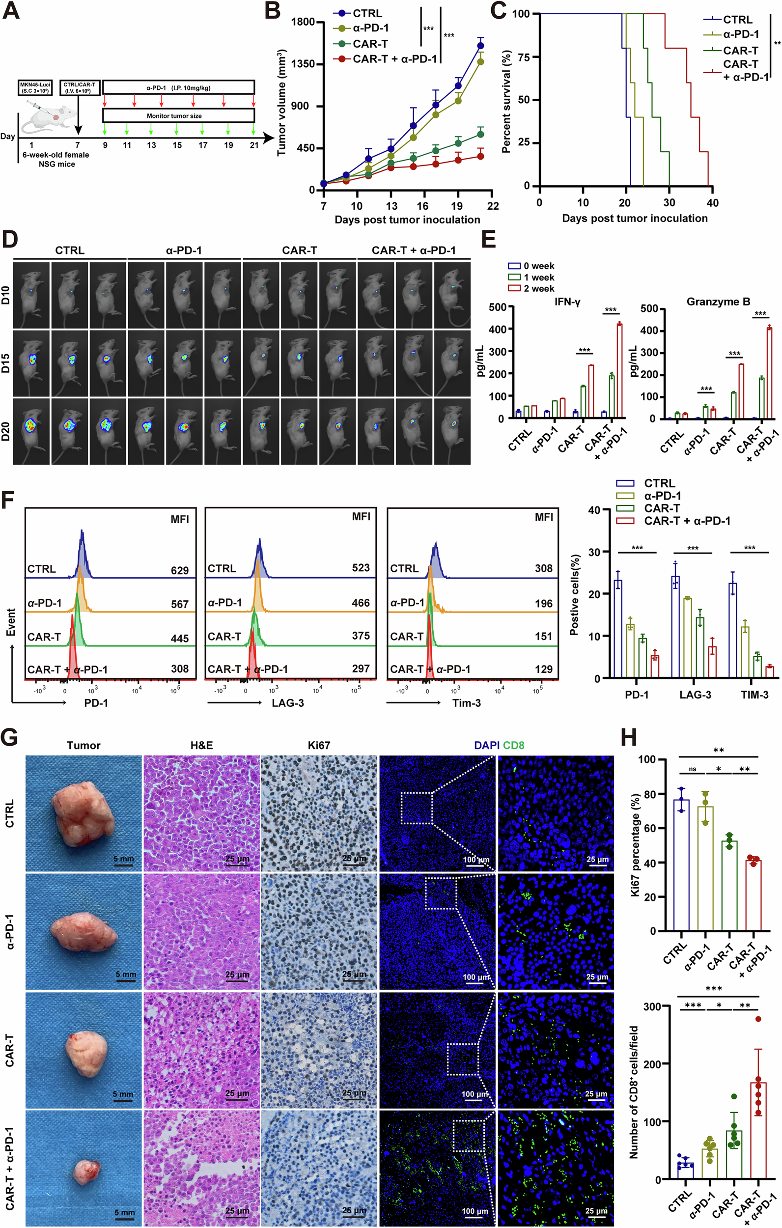 Fig. 6: ULBP2 CAR-T cells alone or in combination with PD-1 blockade suppress GC growth and prolong survival.