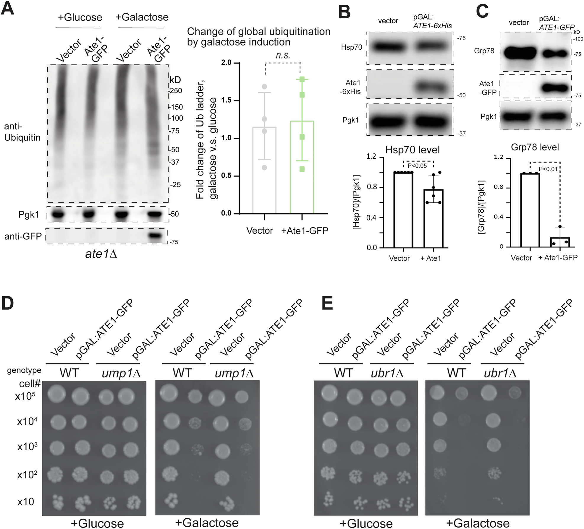 Fig. 10: Ate1-overexpression does not lead to elevation of global ubiquitination and Ate1-induced cell death is not directly dependent on the functions of the ubiquitin-proteasome system.