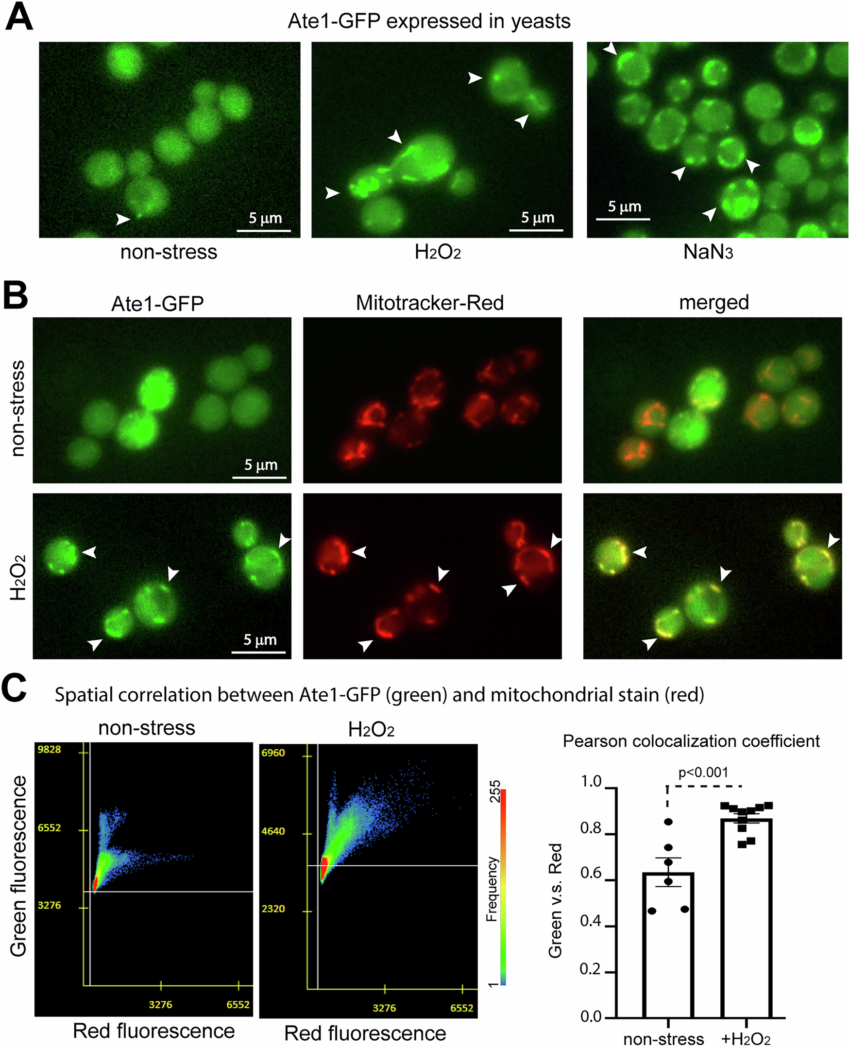 Fig. 1: Visualization of Ate1 colocalization with mitochondria upon treatments of oxidative stressors.