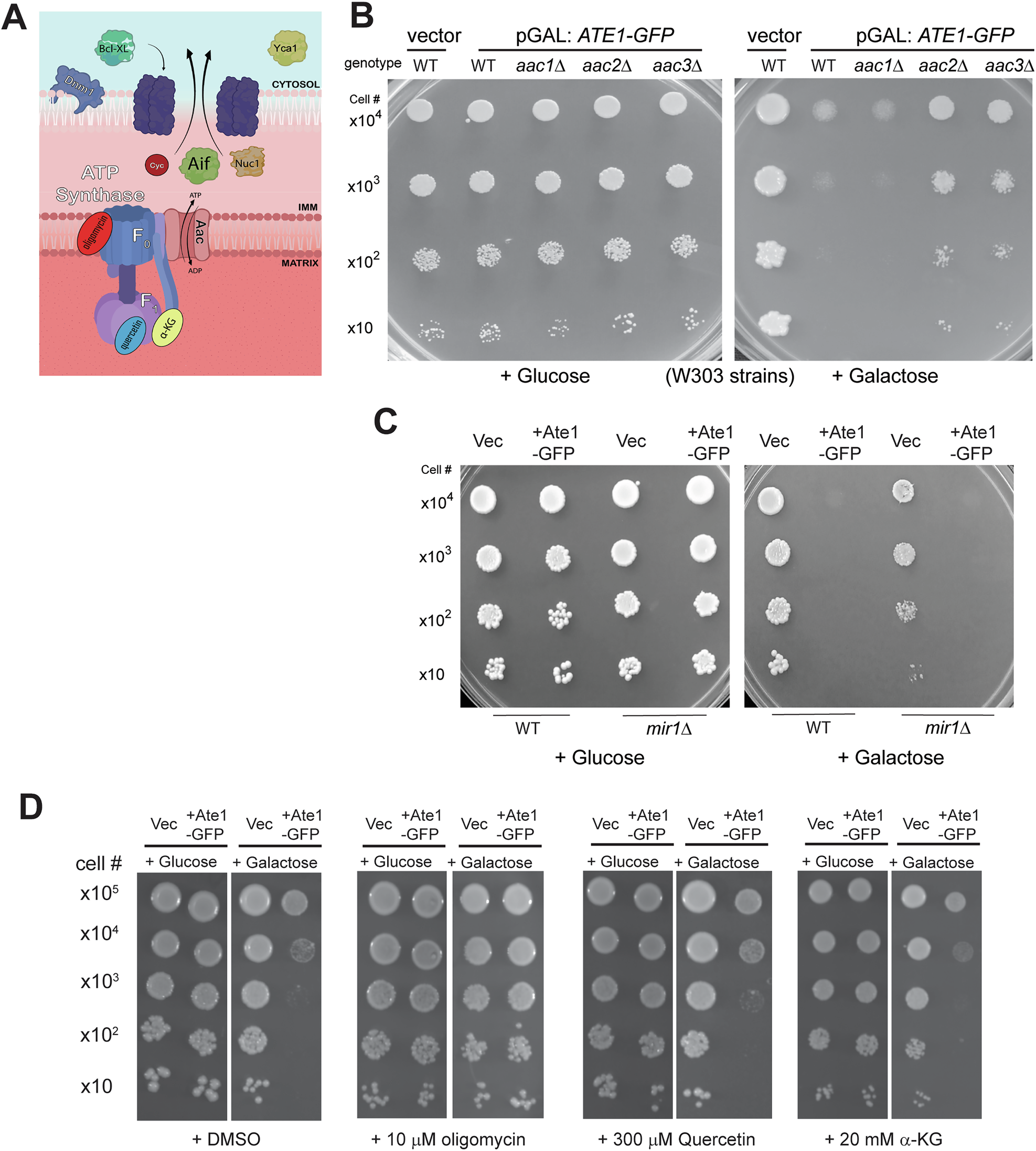 Fig. 6: Ate1-induced cell death involves mitochondrial permeabilization transition pore.