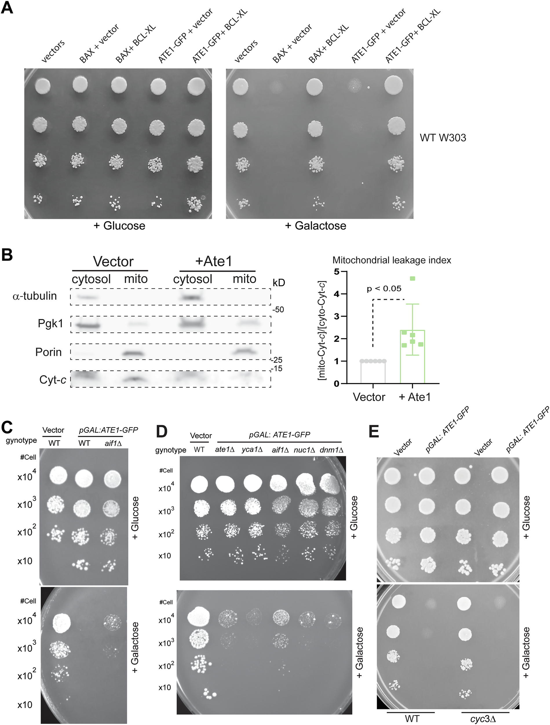 Fig. 7: Ate1-induced cell death involves mitochondrial outer membrane permeabilization.
