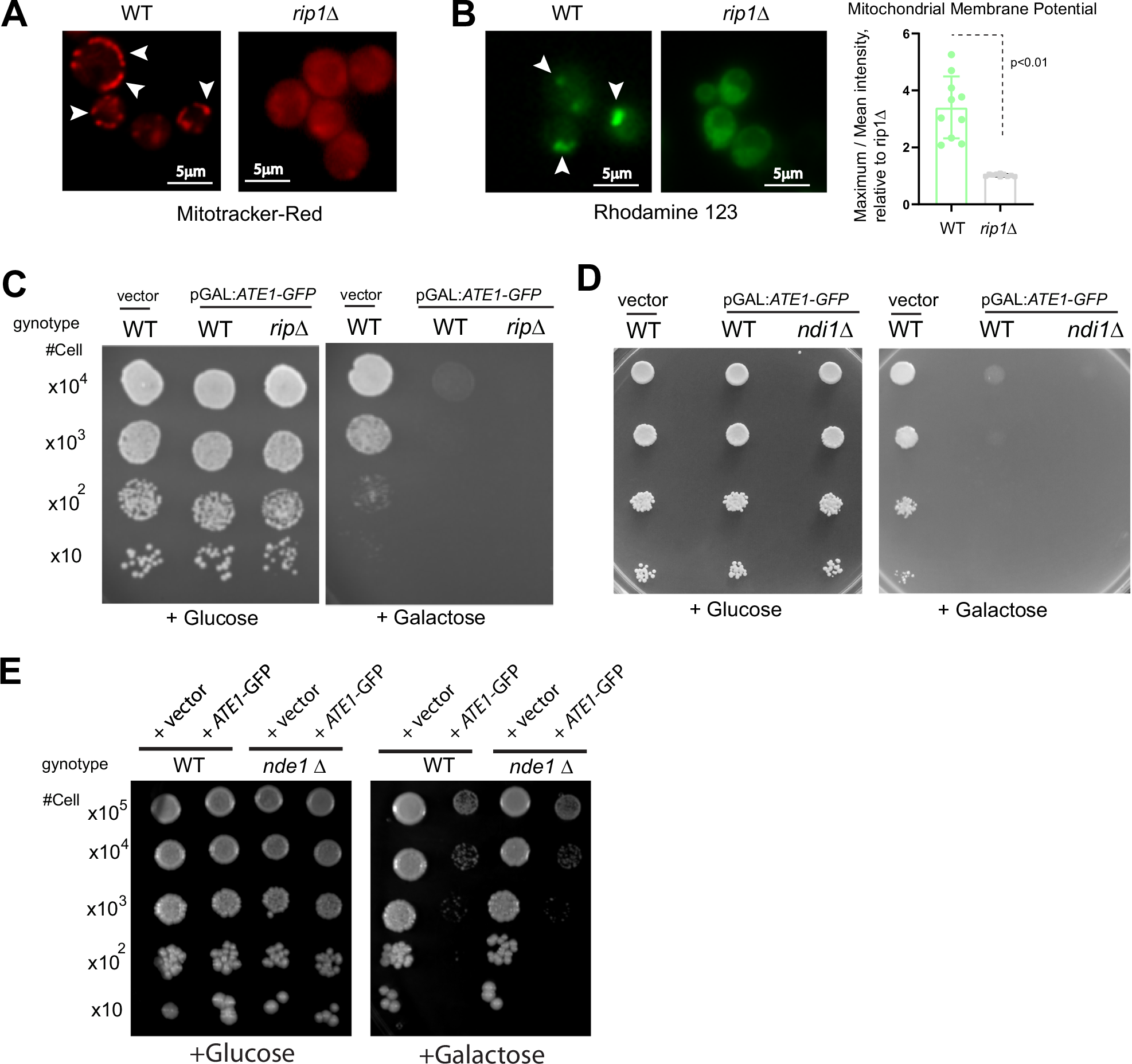 Fig. 8: The mitochondrial respiratory activity is not directly required during Ate1-driven cell death.