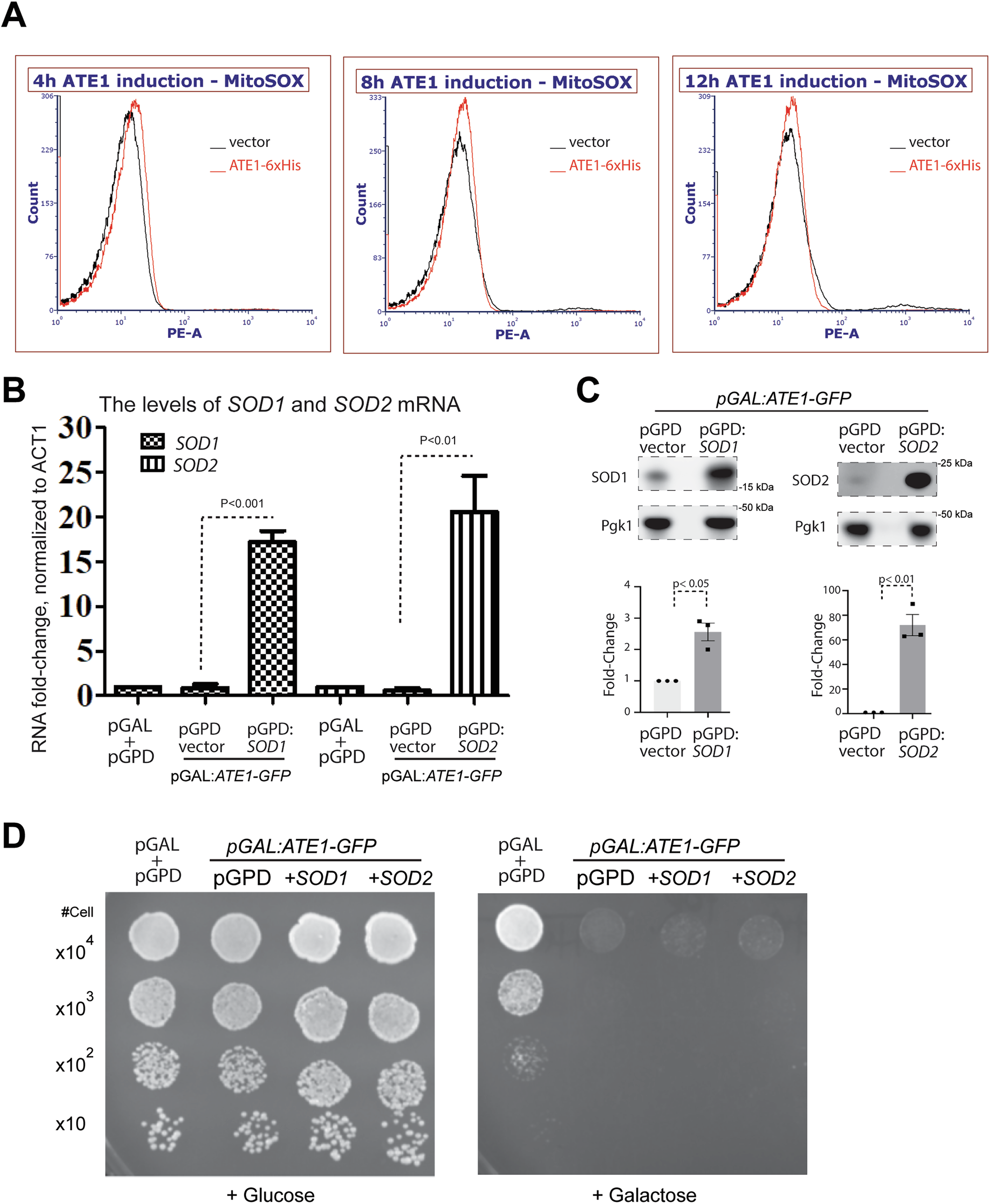 Fig. 9: Mitochondrial ROS is not directly required during the Ate1-driven cell death.