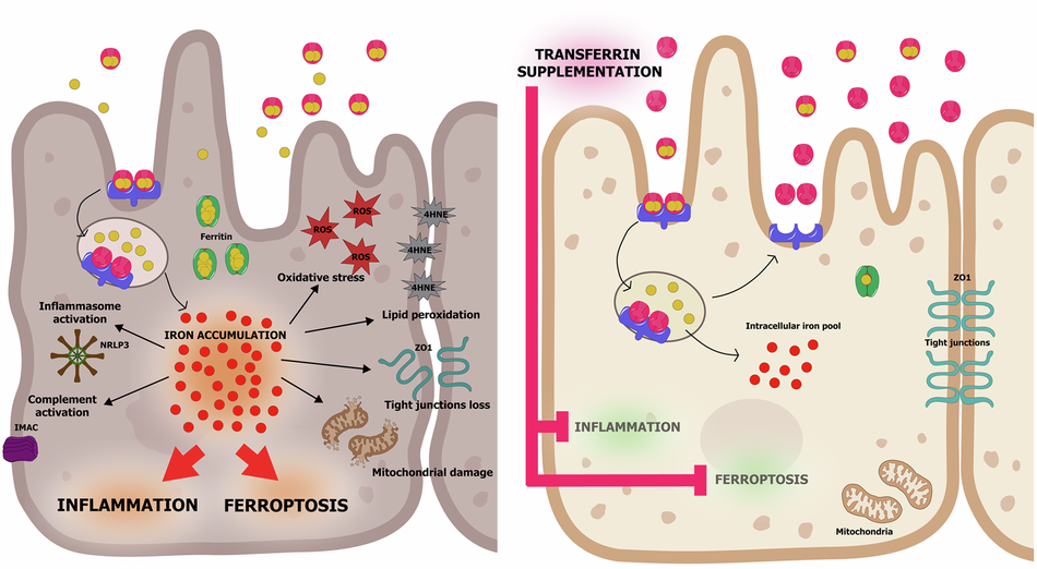 consent form for glutathione injection Transferrin is a drug candidate for the treatment of dry age-related  macular degeneration (AMD)