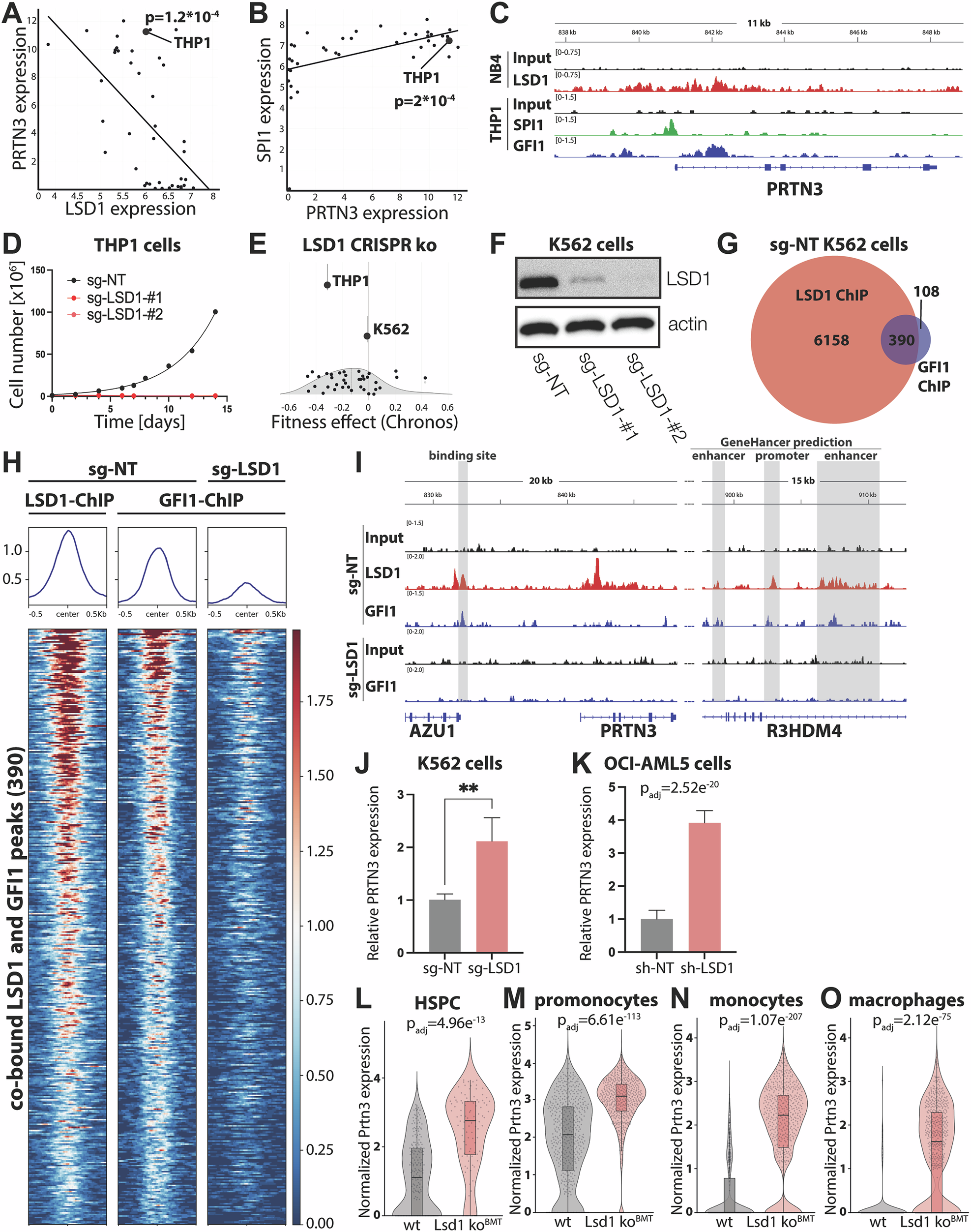 Fig. 4: LSD1 regulates GFI1 binding to regulatory elements at the PRTN3 locus.