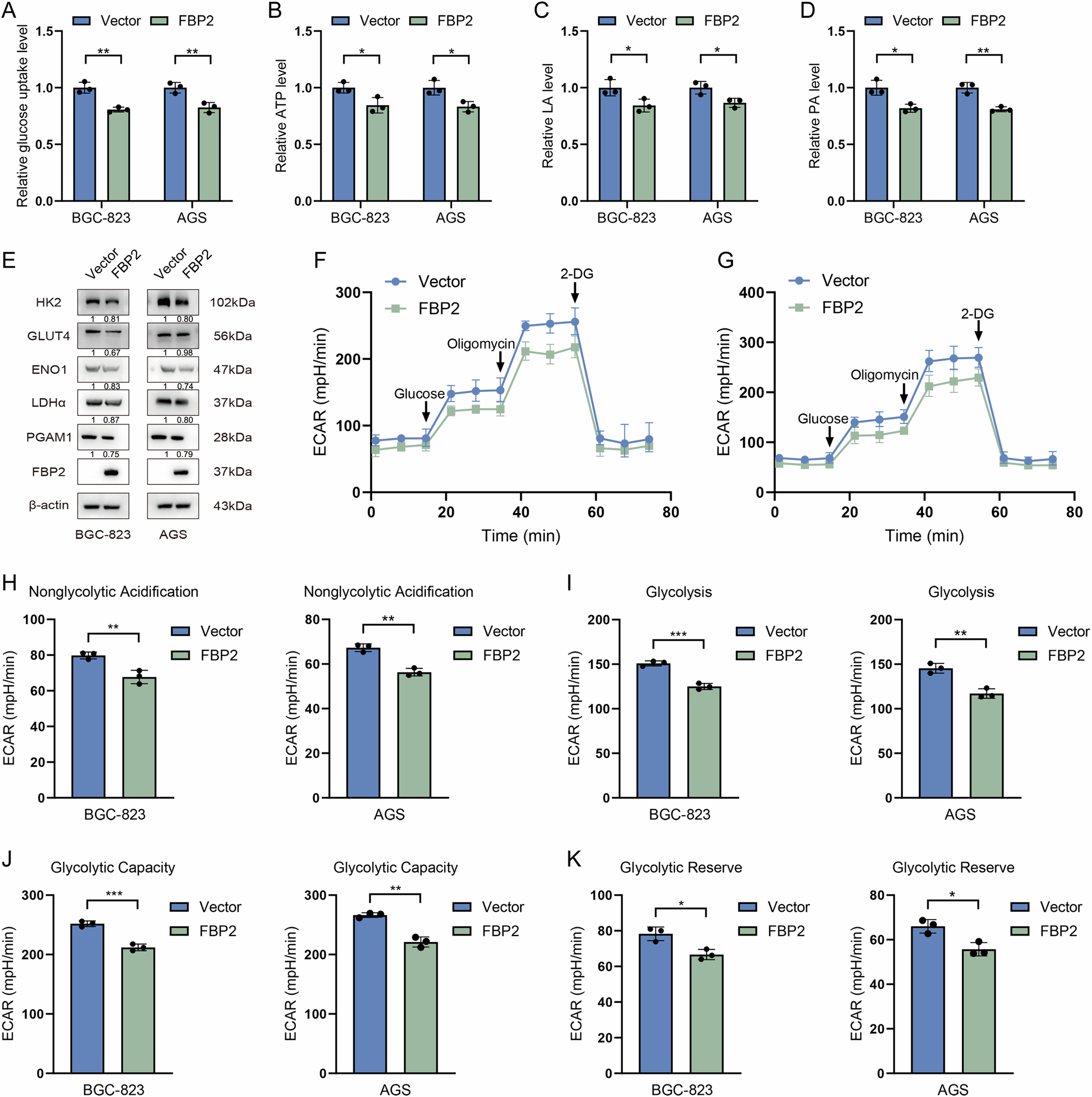Fig. 4: FBP2 has the capability to inhibit aerobic glycolysis in GC cells.