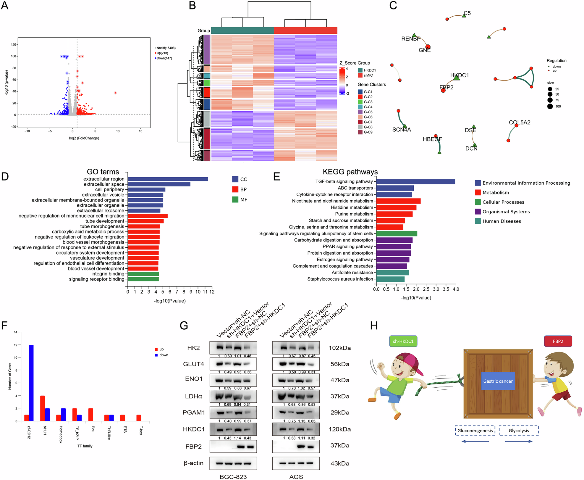 Fig. 9: Analysis of the synergistic regulatory mechanism of FBP2+sh-HKDC1 on GC.