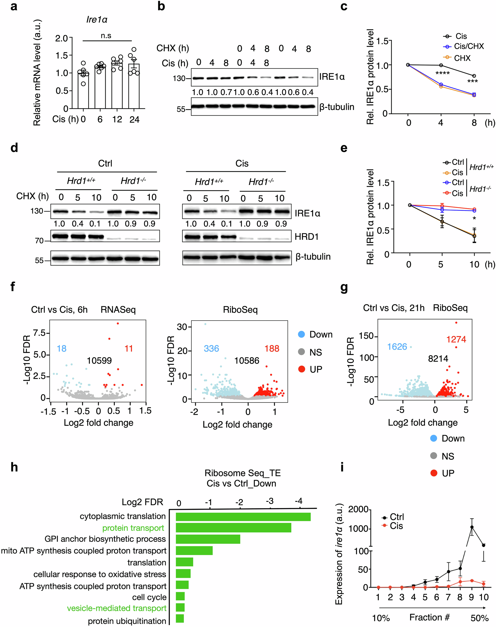 Fig. 5: Chemotherapy inhibits IRE1α translation.