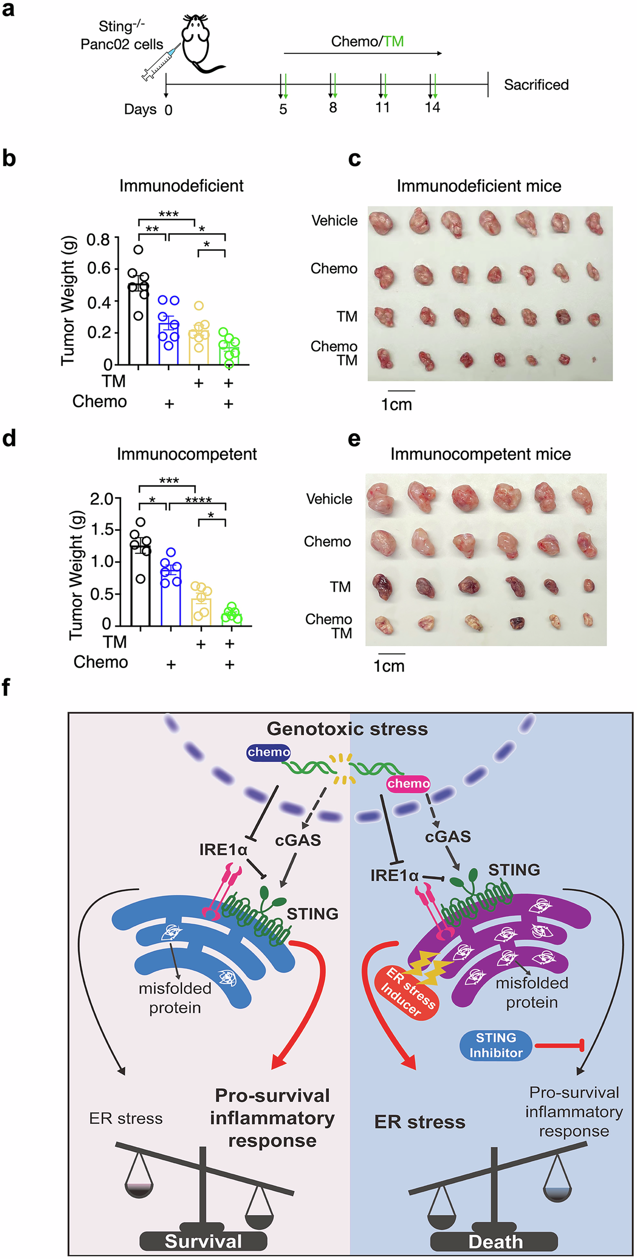 Fig. 7: Targeting STING and ER homeostasis enhances the efficacy of chemotherapy.