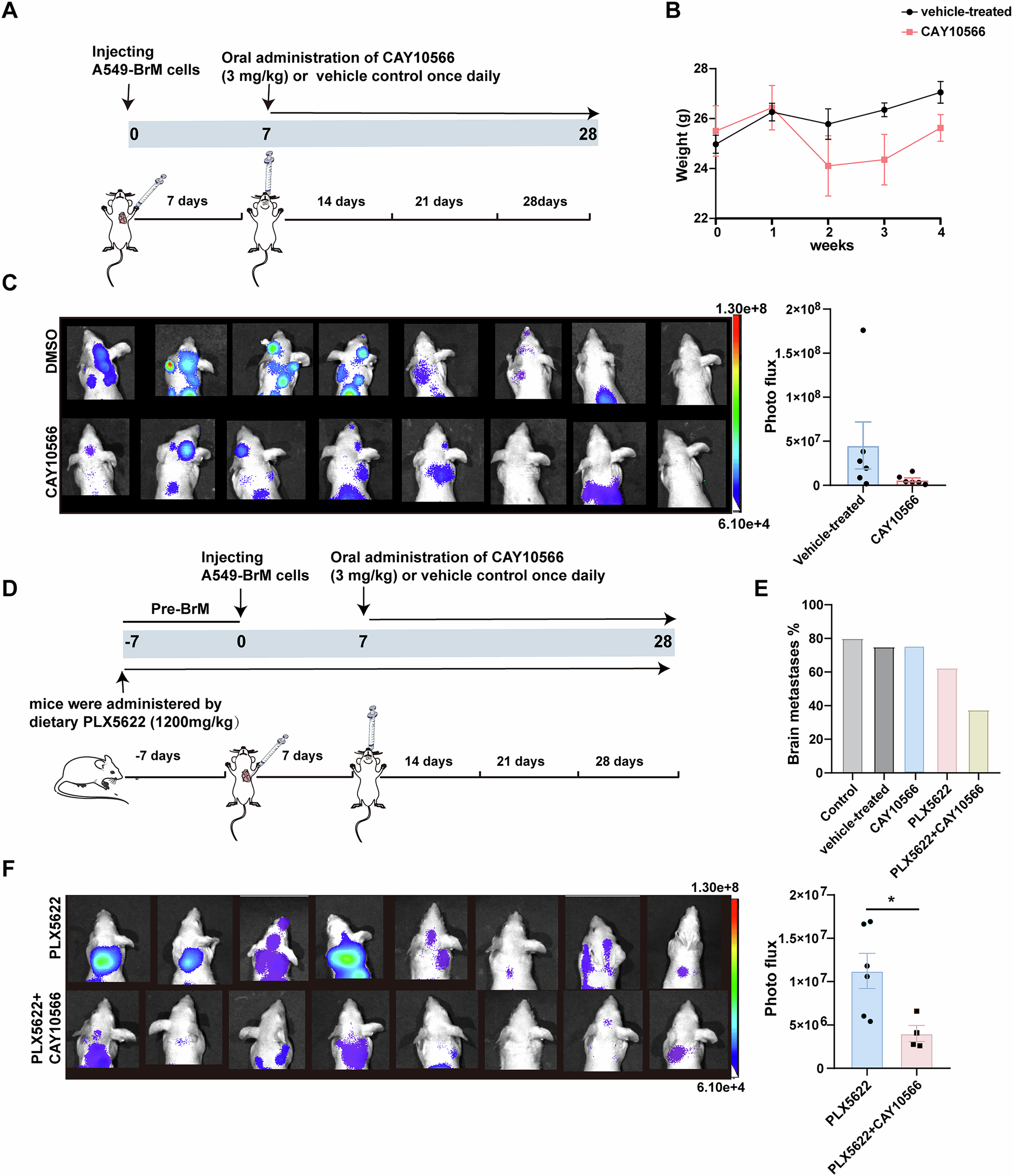 Fig. 5: The administration of an SCD1 inhibitor in conjunction with a CSF1R inhibitor in mice with brain metastases.