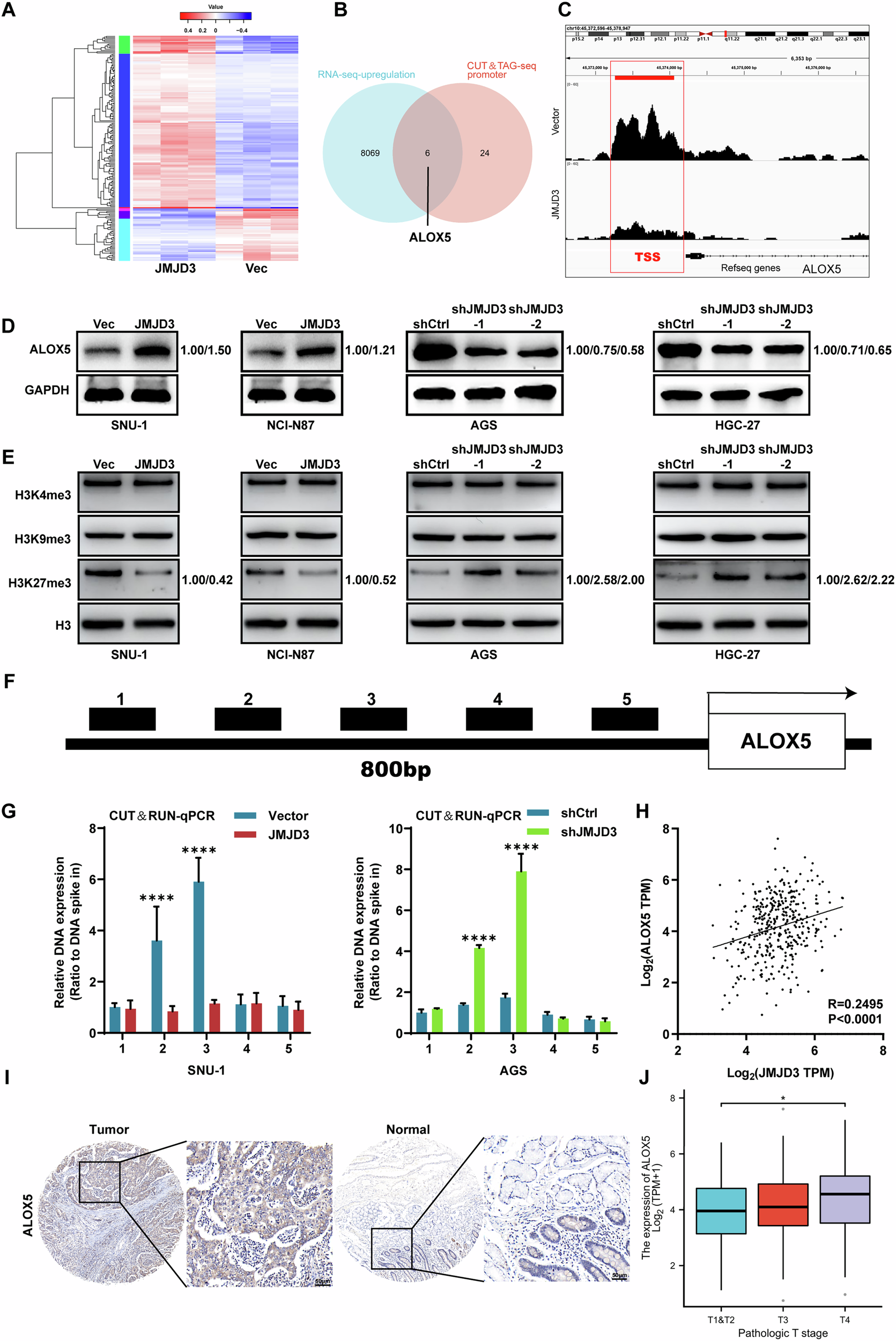 Fig. 4: JMJD3 upregulates ALOX5 through reducing H3K27 trimethylation.