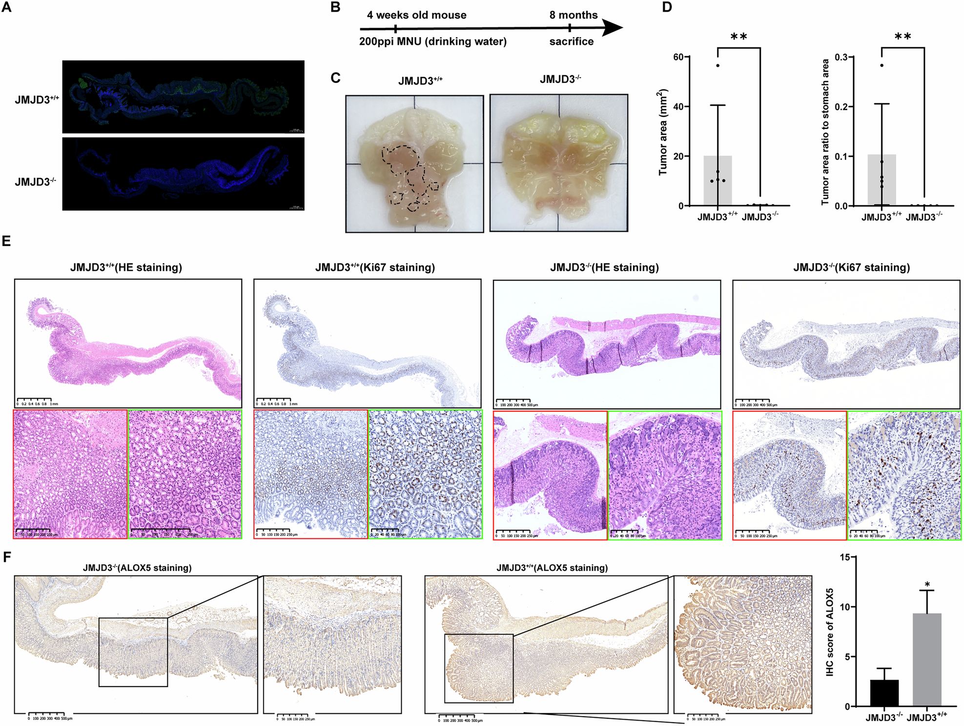 Fig. 6: Knocking out JMJD3 in mouse gastric epithelium inhibits tumor development.