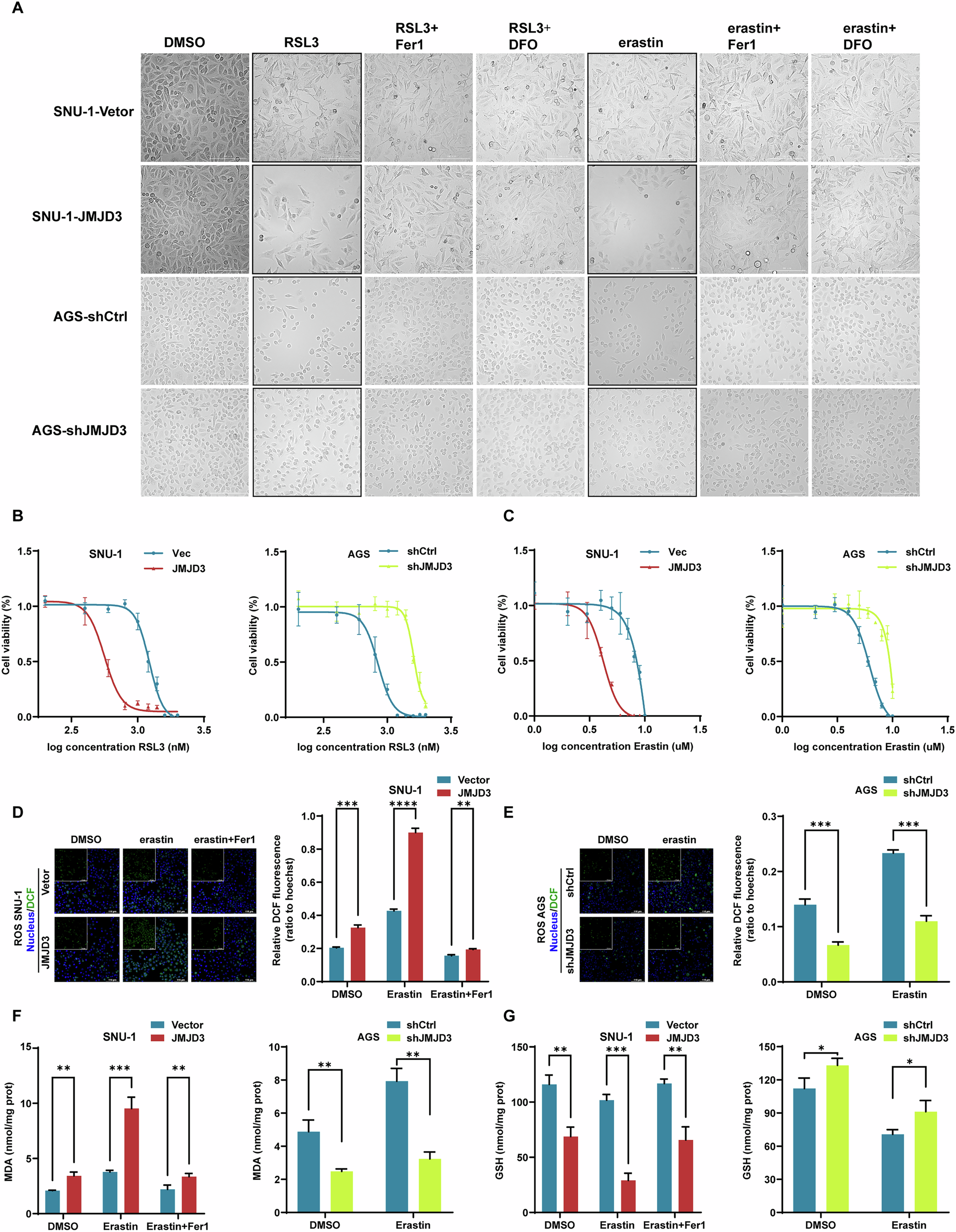 Fig. 7: JMJD3 confers ALOX5-dependent ferroptosis sensitivity in gastric cancer cells.