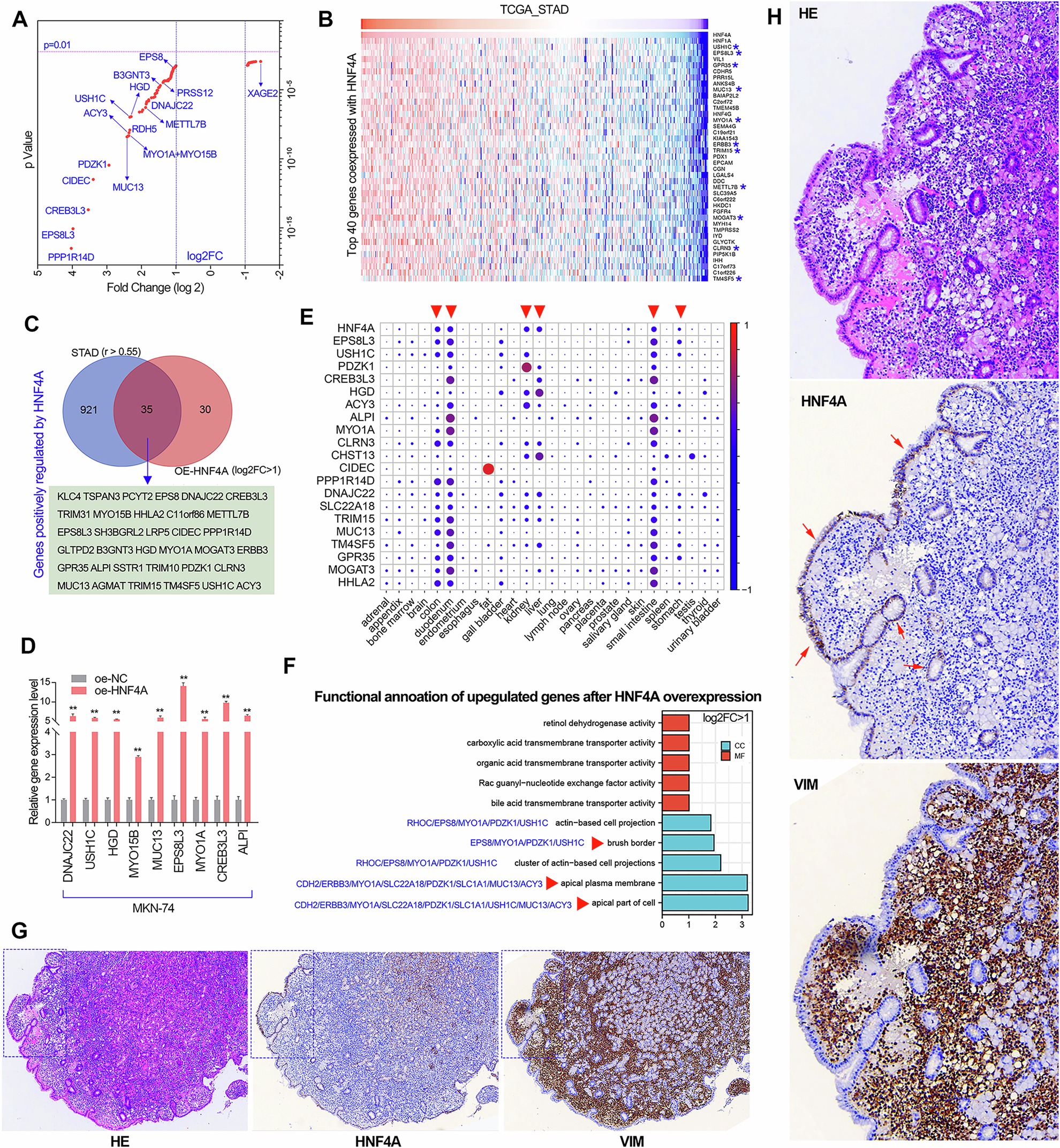 Fig. 6: HNF4A plays an essential role in maintaining epithelial cell polarity.