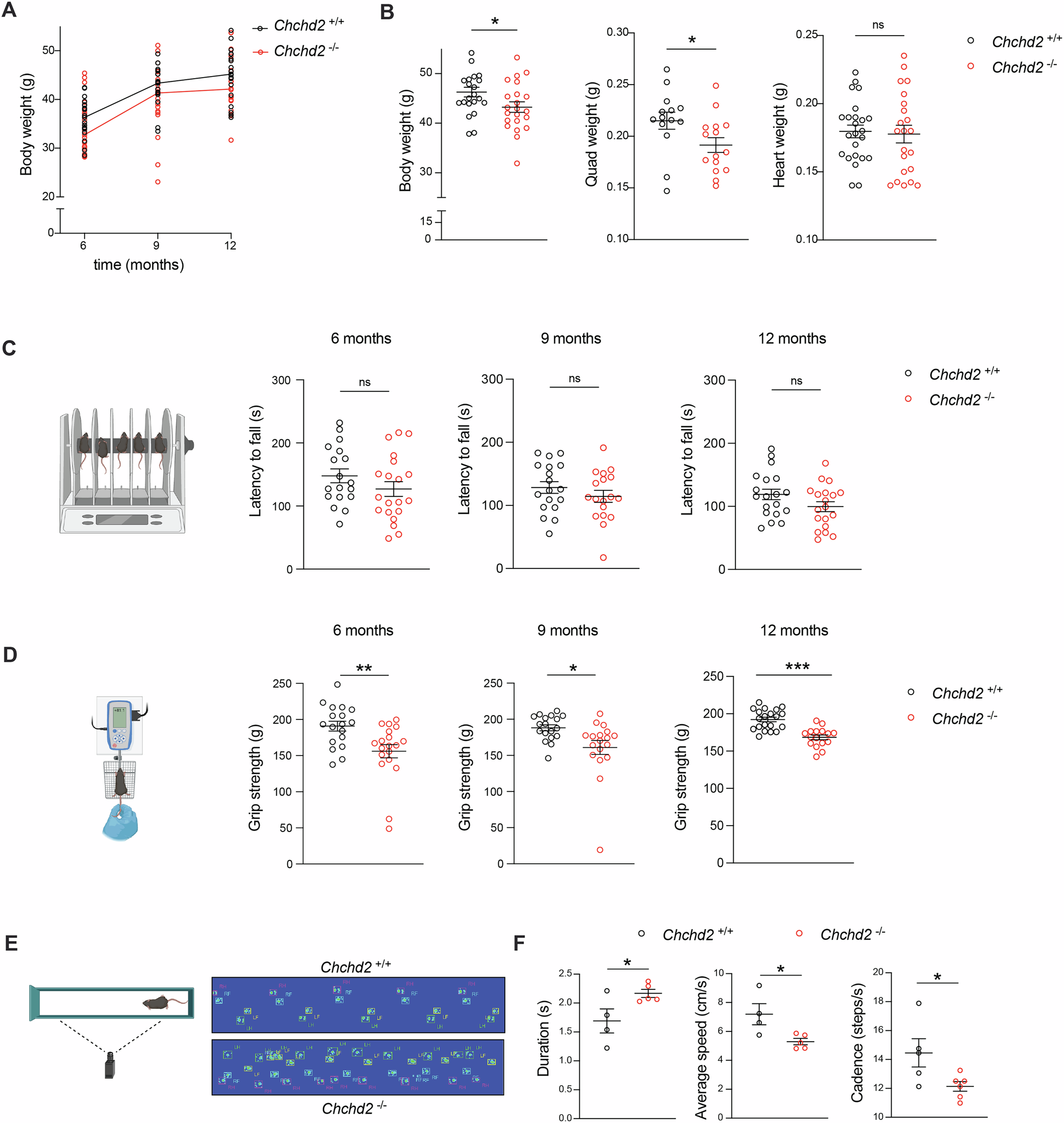 Fig. 1: Male mice lacking CHCHD2 exhibit motor defects with age.