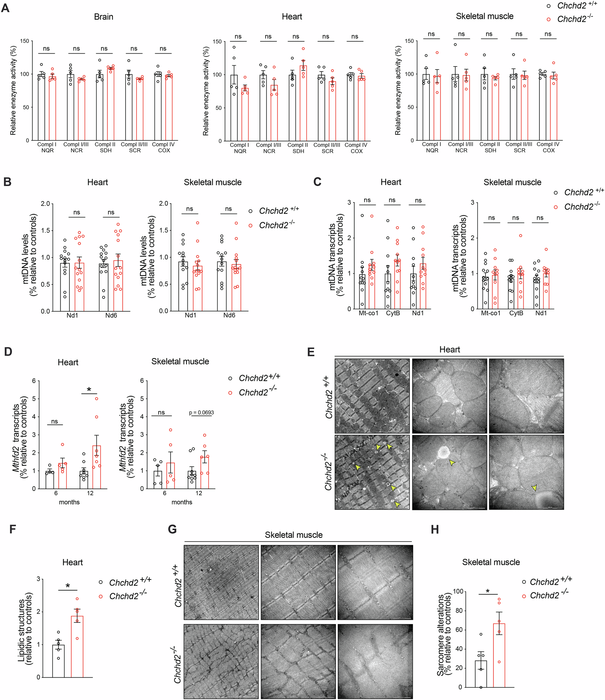 Fig. 3: Chchd2 knockout mice have normal OXPHOS activity but present mild alterations in tissue composition and morphology.