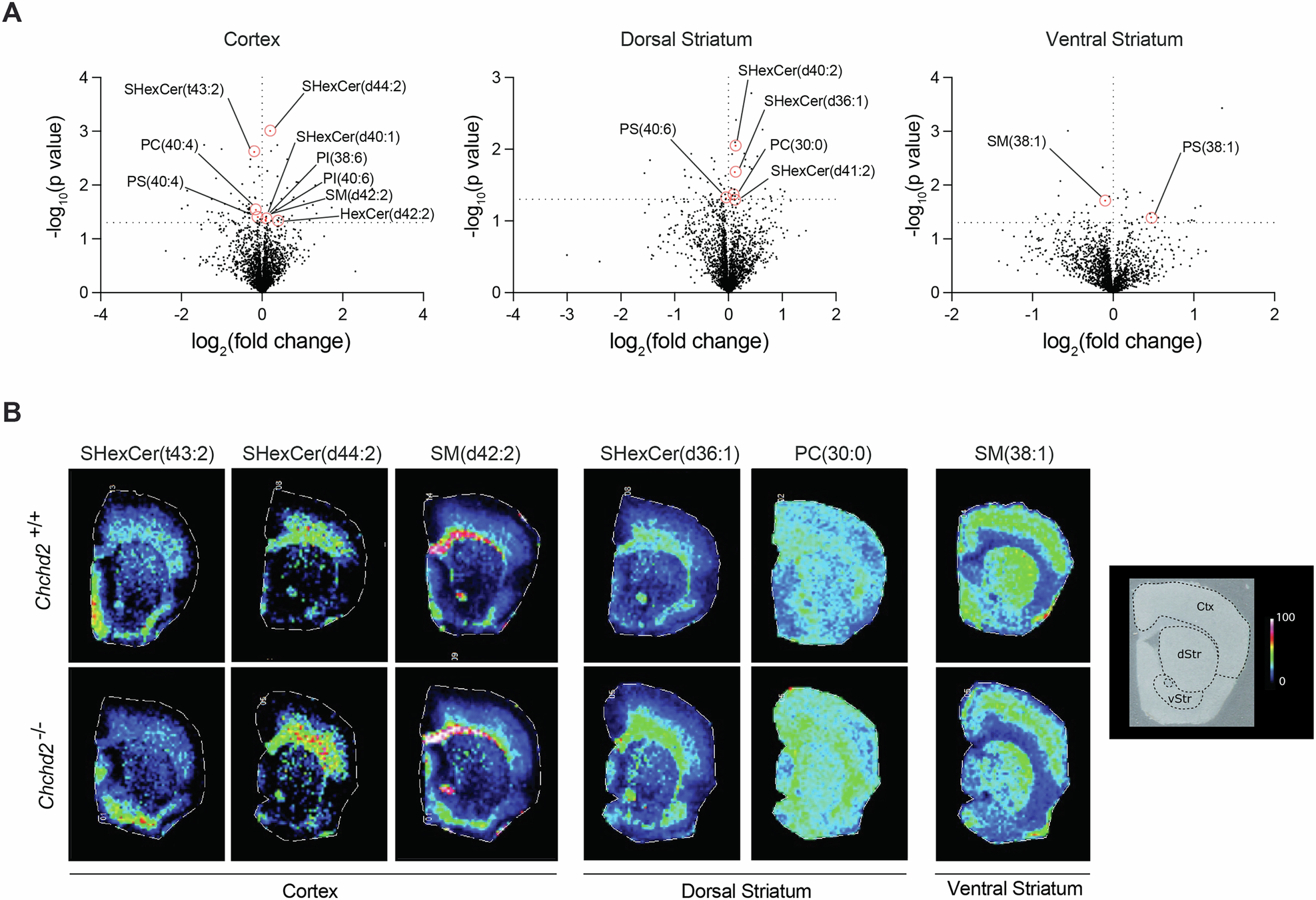 Fig. 4: Male mice lacking CHCHD2 exhibit regional alterations in lipid content in the brain.