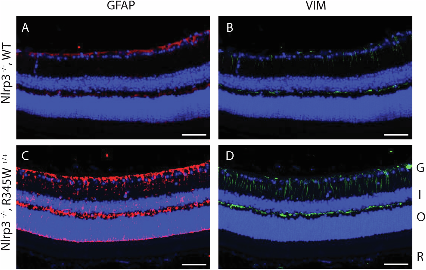 Fig. 8: Muller cell gliosis is unaffected by the absence of Nlrp3 in R345W+/+ mice at 12 month.