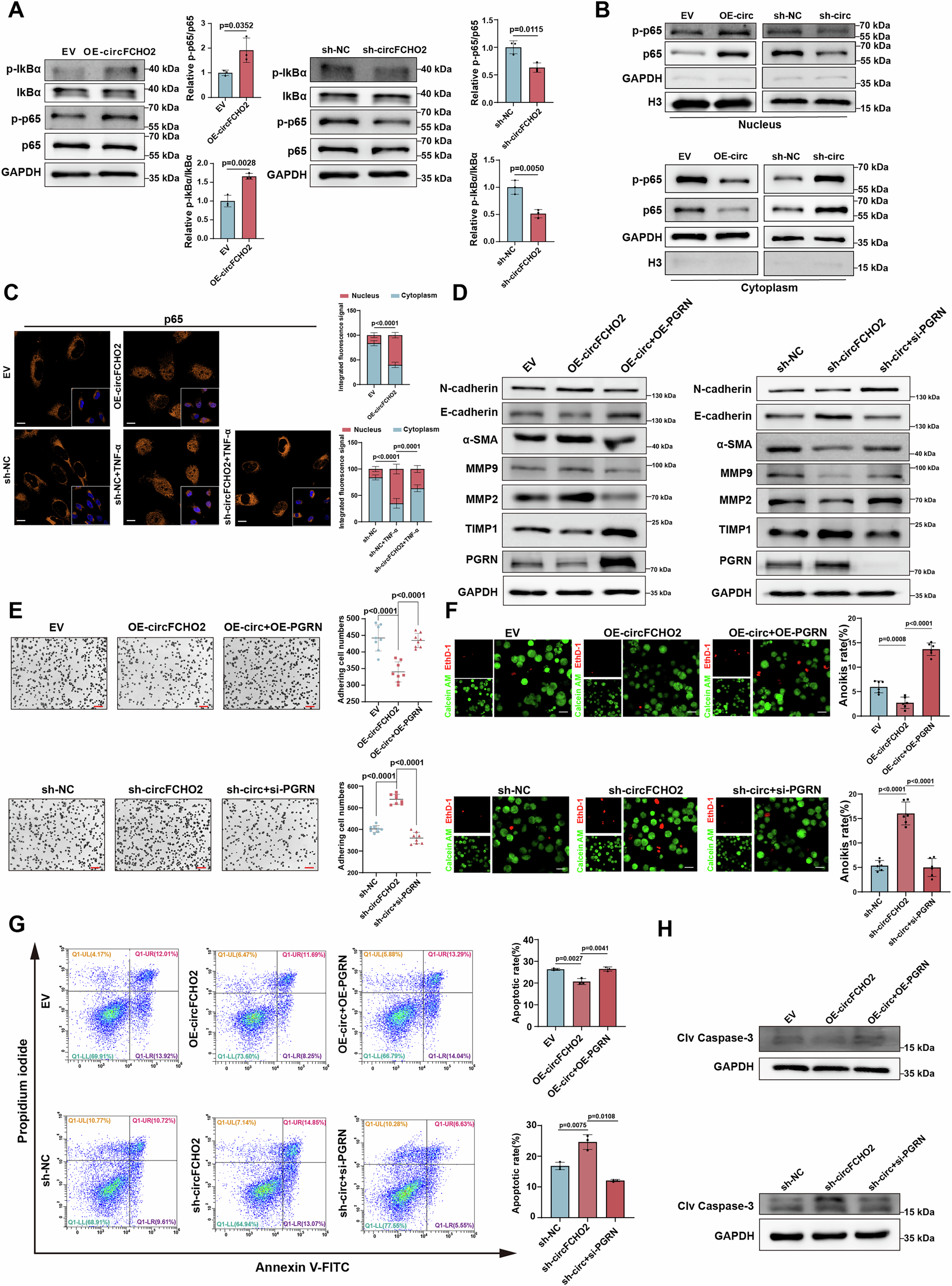 Fig. 5: circFCHO2 promotes EMT and ECM remodeling by decreasing PGRN levels and activating the NF-κB signaling pathway.
