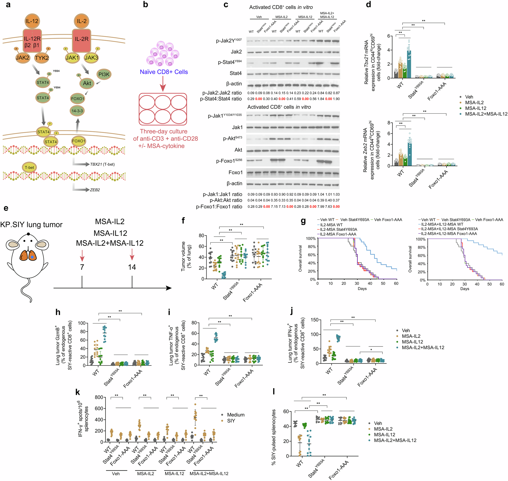 Fig. 8: IL2 + IL12 immunotherapy operates through a parallel IL-2-FOXO1/IL-12-STAT4-mediated mechanism.