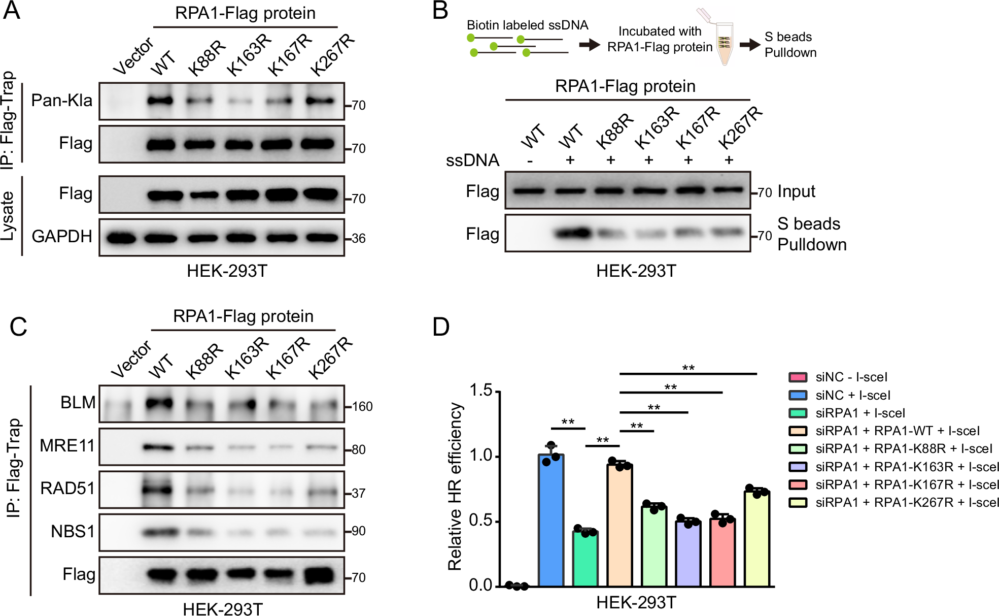 Fig. 6: Lactylation of RPA1 on K88, K163, K167, and K267 sites promotes HR.