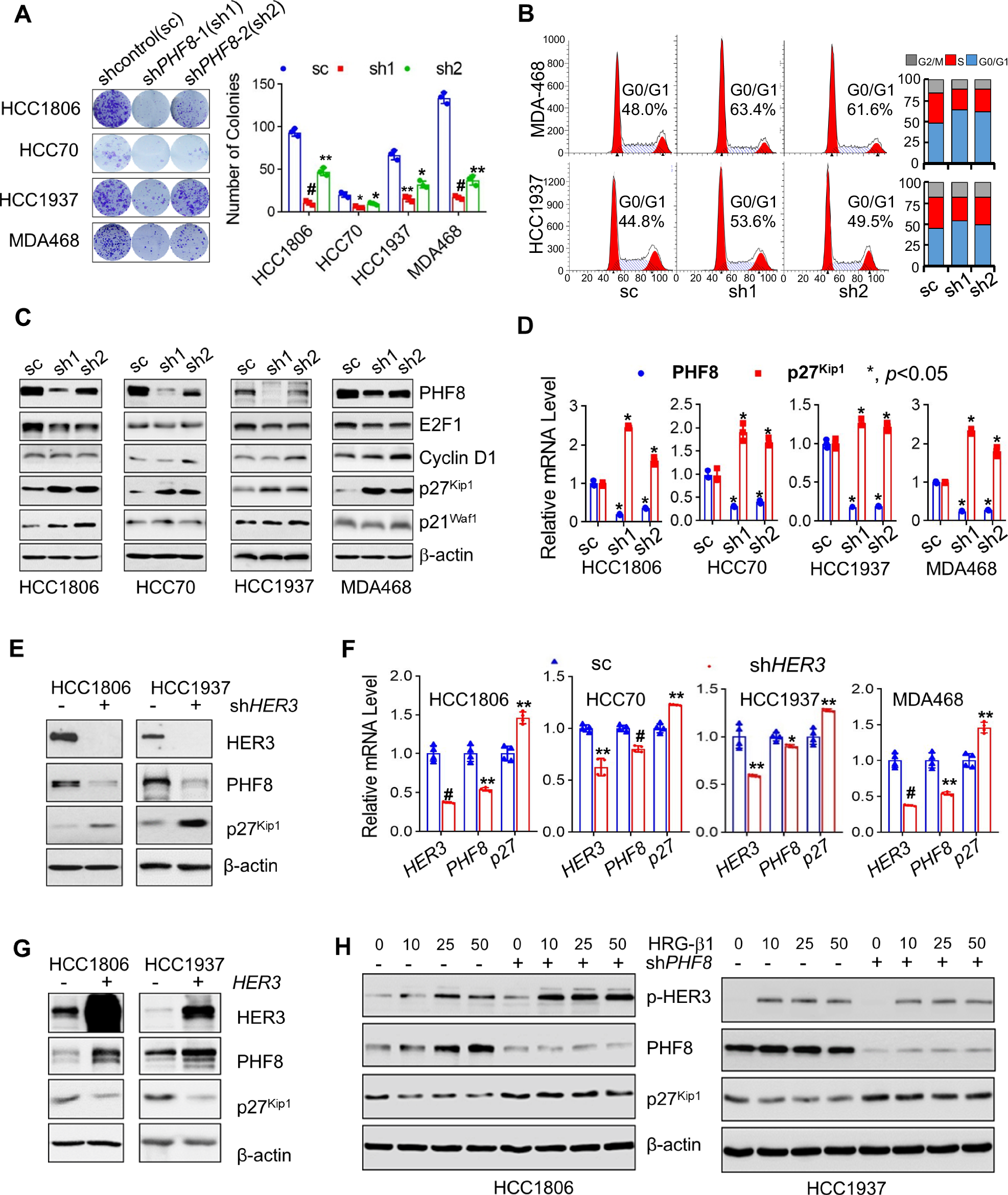 Fig. 2: Specific knockdown of PHF8 not only exhibits similar effects as HER3 depletion to induce cell cycle G1 arrest and upregulatep27kip1, but also abrogates activation of HER3-mediated downregulation of p27kip1 in TNBC cells.