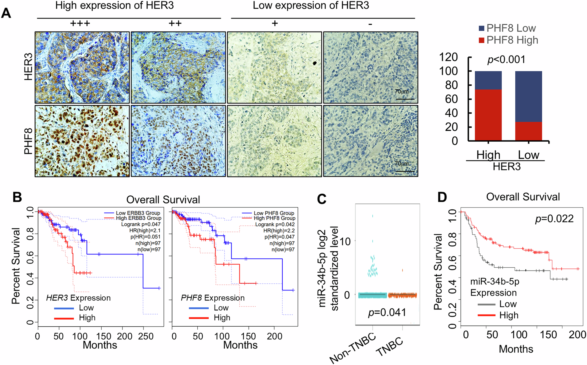 Fig. 6: HER3 and PHF8 expressions are positively correlated in TNBC specimens and the HER3/miR-34b-5p/PHF8 signaling axis significantly associates with survival outcomes in breast cancer patients.