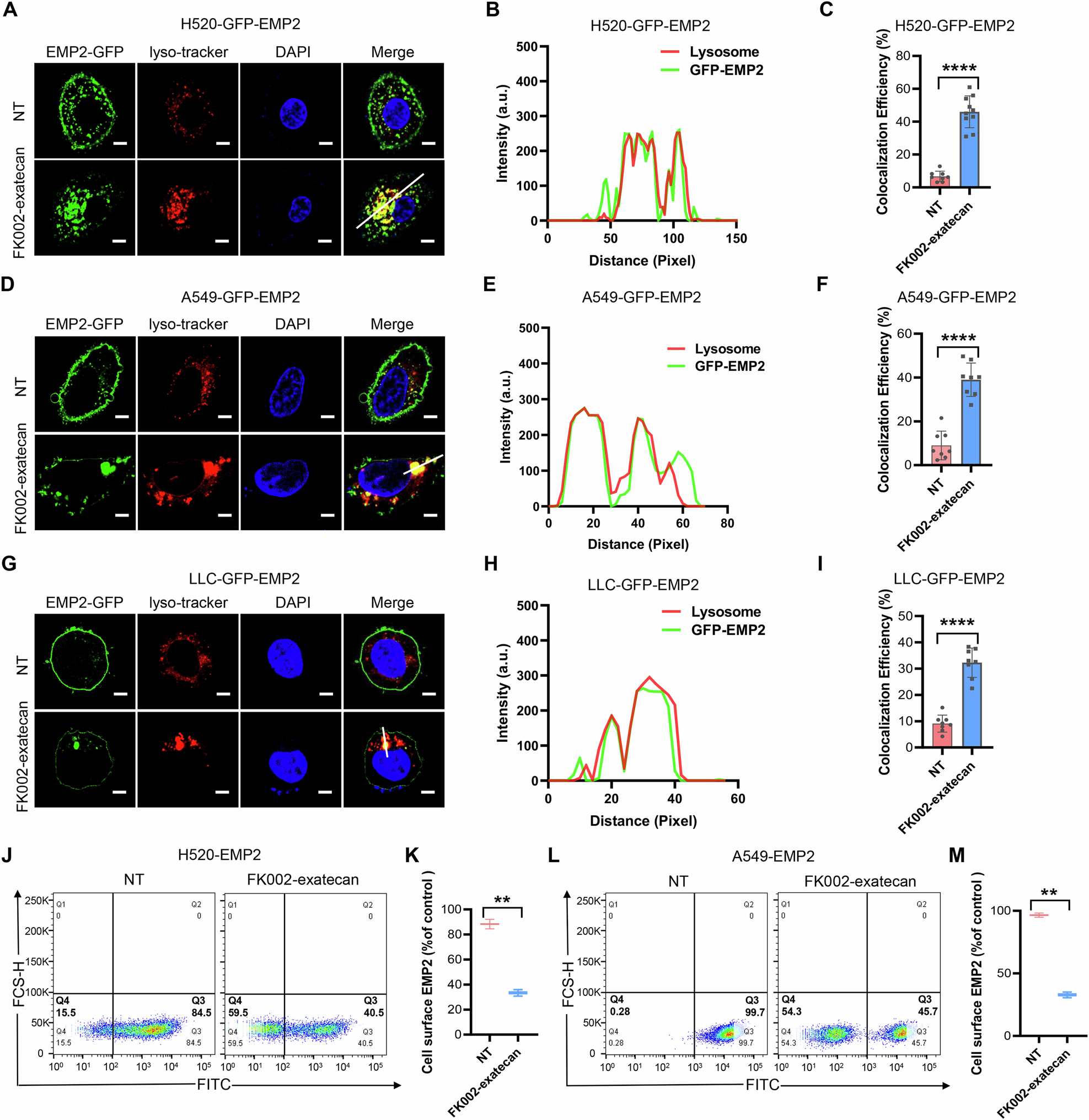 Fig. 4: Induction by FK002-exatecan of EMP2 internalization.